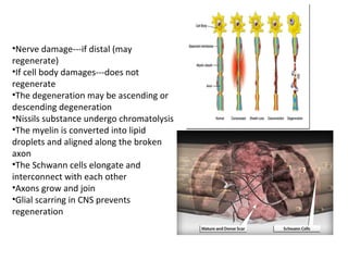 •Nerve damage---if distal (may
regenerate)
•If cell body damages---does not
regenerate
•The degeneration may be ascending or
descending degeneration
•Nissils substance undergo chromatolysis
•The myelin is converted into lipid
droplets and aligned along the broken
axon
•The Schwann cells elongate and
interconnect with each other
•Axons grow and join
•Glial scarring in CNS prevents
regeneration
 