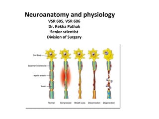 Neuroanatomy and physiology
VSR 605, VSR 606
Dr. Rekha Pathak
Senior scientist
Division of Surgery
 