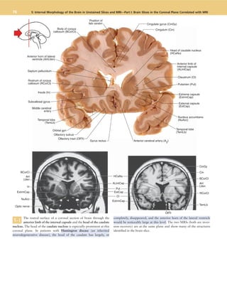 Neuroanatomy in Clinical Context -1 Duane E. Haines (9th Edition).pdf