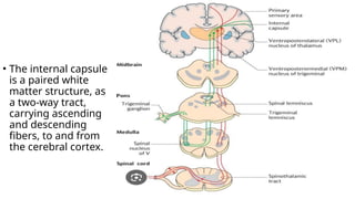 NEUROANATOMY (Internal capsule) .pptx