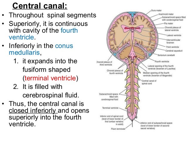 Spinal Cord And Vertebral Canal Spinal Cord And Vertebral Canal
