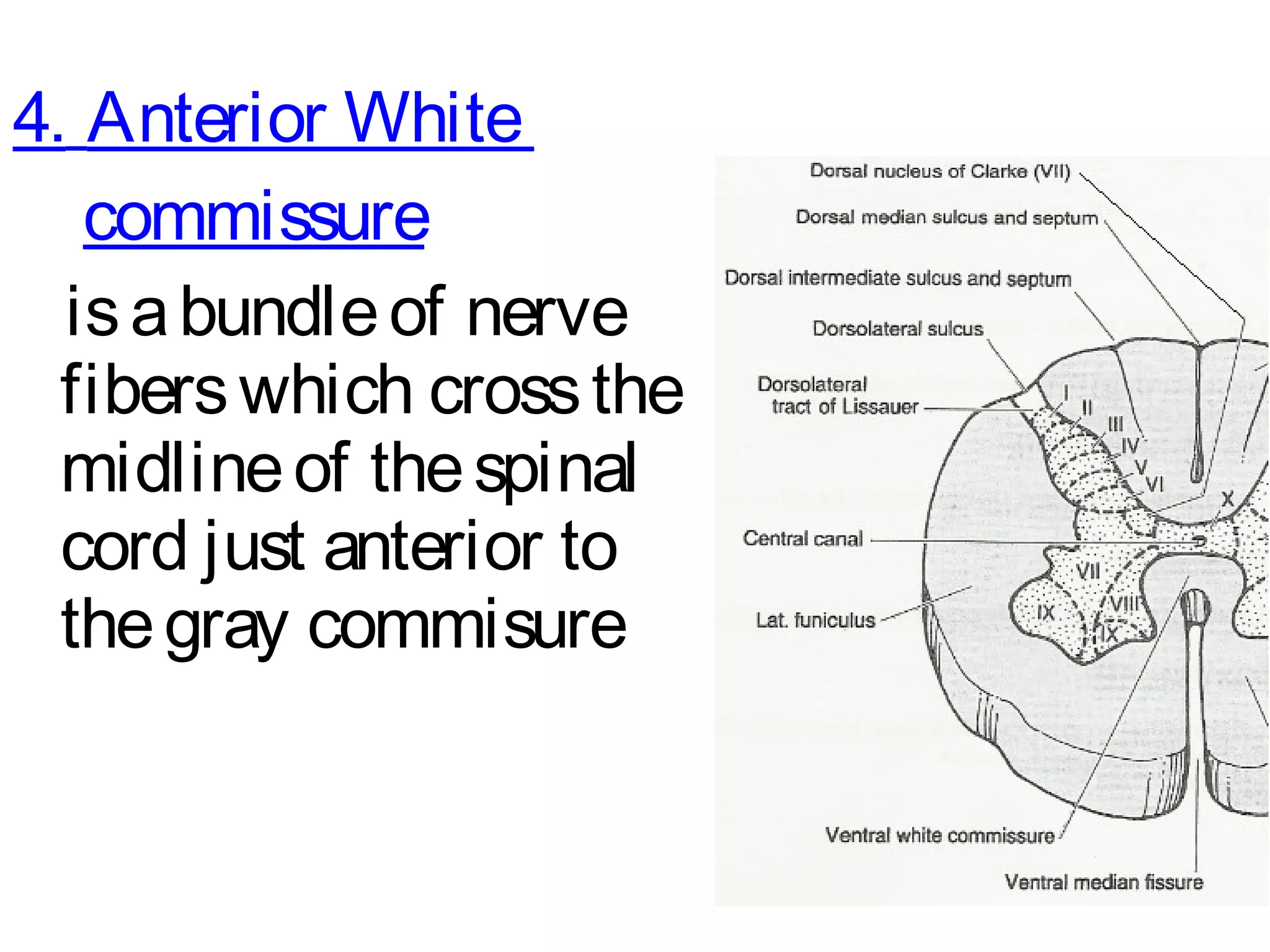 Ascending & Descending Tracts Of The Spinal Cord | PPT