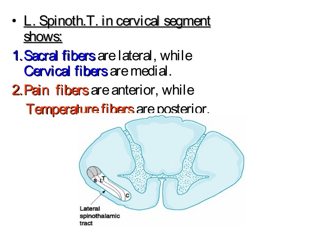 Ascending & Descending Tracts Of The Spinal Cord