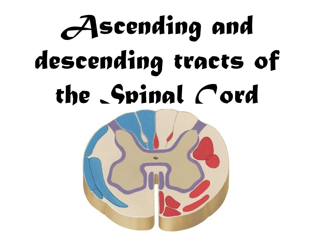 Ascending & Descending Tracts Of The Spinal Cord