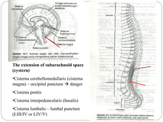 The extension of subarachnoid space
(cystern)
•Cisterna cerebellomedullaris (cisterna
magna) – occipital puncture  danger
•Cisterna pontis
•Cisterna interpeduncularis (basalis)
•Cisterna lumbalis – lumbal puncture
(LIII/IV or LIV/V)
 