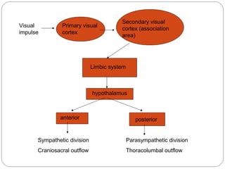 Visual
impulse
Primary visual
cortex
Secondary visual
cortex (association
area)
Limbic system
hypothalamus
anterior posterior
Sympathetic division
Craniosacral outflow
Parasympathetic division
Thoracolumbal outflow
 
