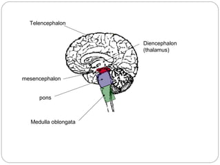 mesencephalon
pons
Medulla oblongata
Diencephalon
(thalamus)
Telencephalon
 