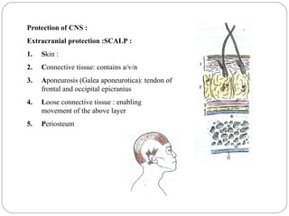 Protection of CNS :
Extracranial protection :SCALP :
1. Skin :
2. Connective tissue: contains a/v/n
3. Aponeurosis (Galea aponeurotica): tendon of
frontal and occipital epicranius
4. Loose connective tissue : enabling
movement of the above layer
5. Periosteum
 