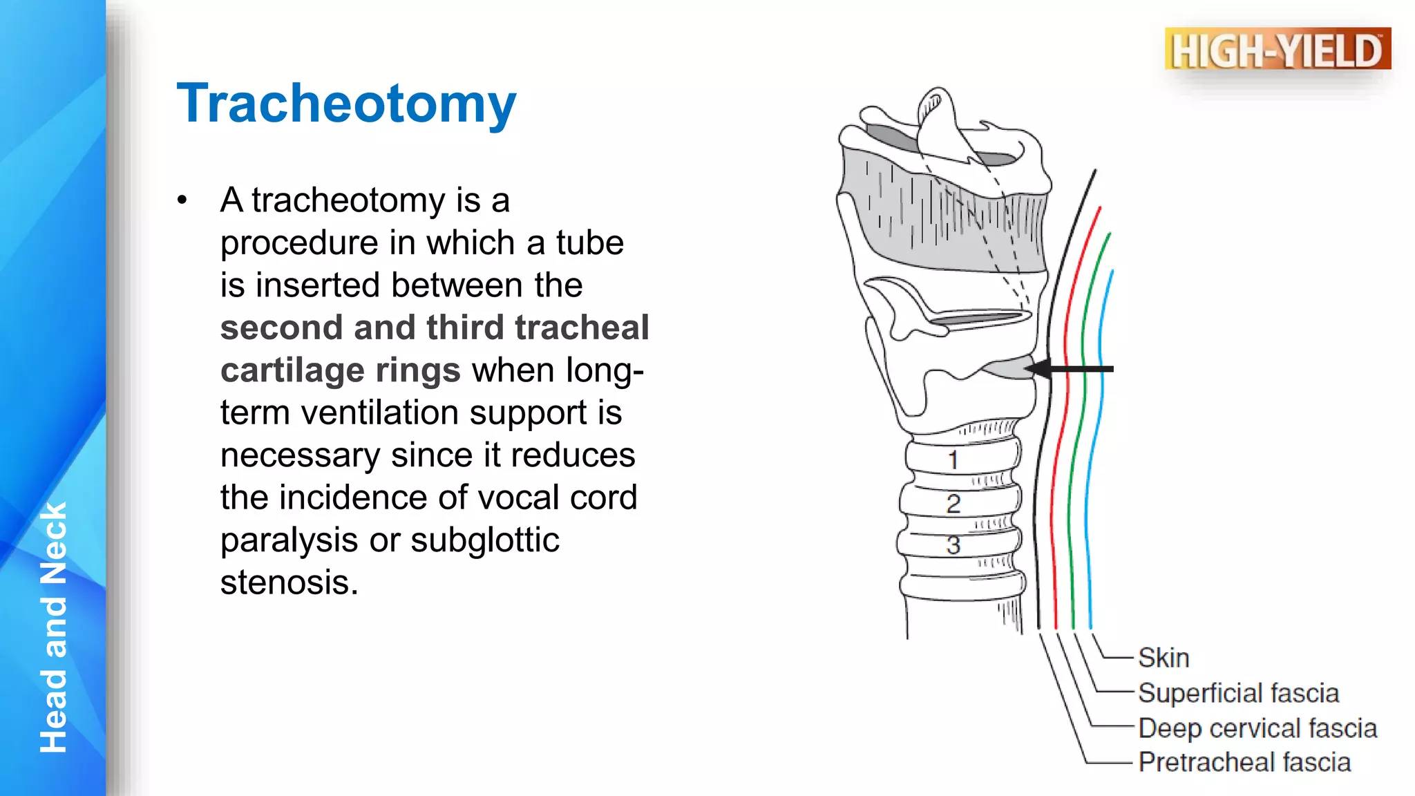 Trautsmann Triangle Neuroanatomy lesson 1 Head and Neck.pdf