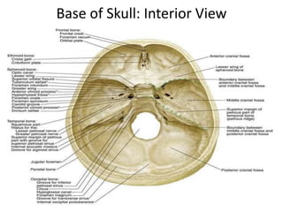 Neuroanatomy & Neurophysiology DCP 1105.ppt