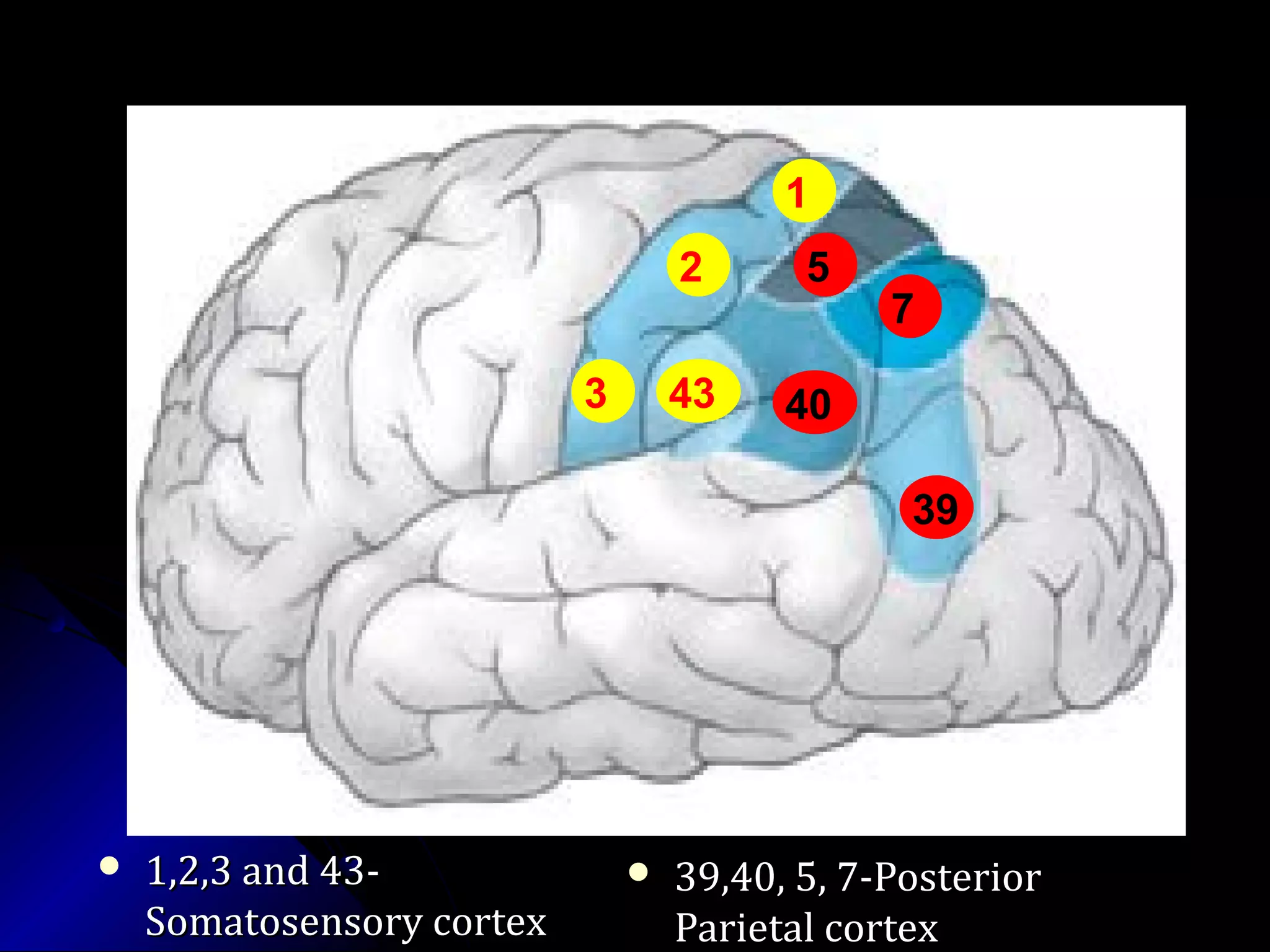  1,2,3 and 43-1,2,3 and 43-
Somatosensory cortexSomatosensory cortex
 39,40, 5, 7-Posterior39,40, 5, 7-Posterior
Parietal cortexParietal cortex
1
2
3 40
7
5
39
43
 