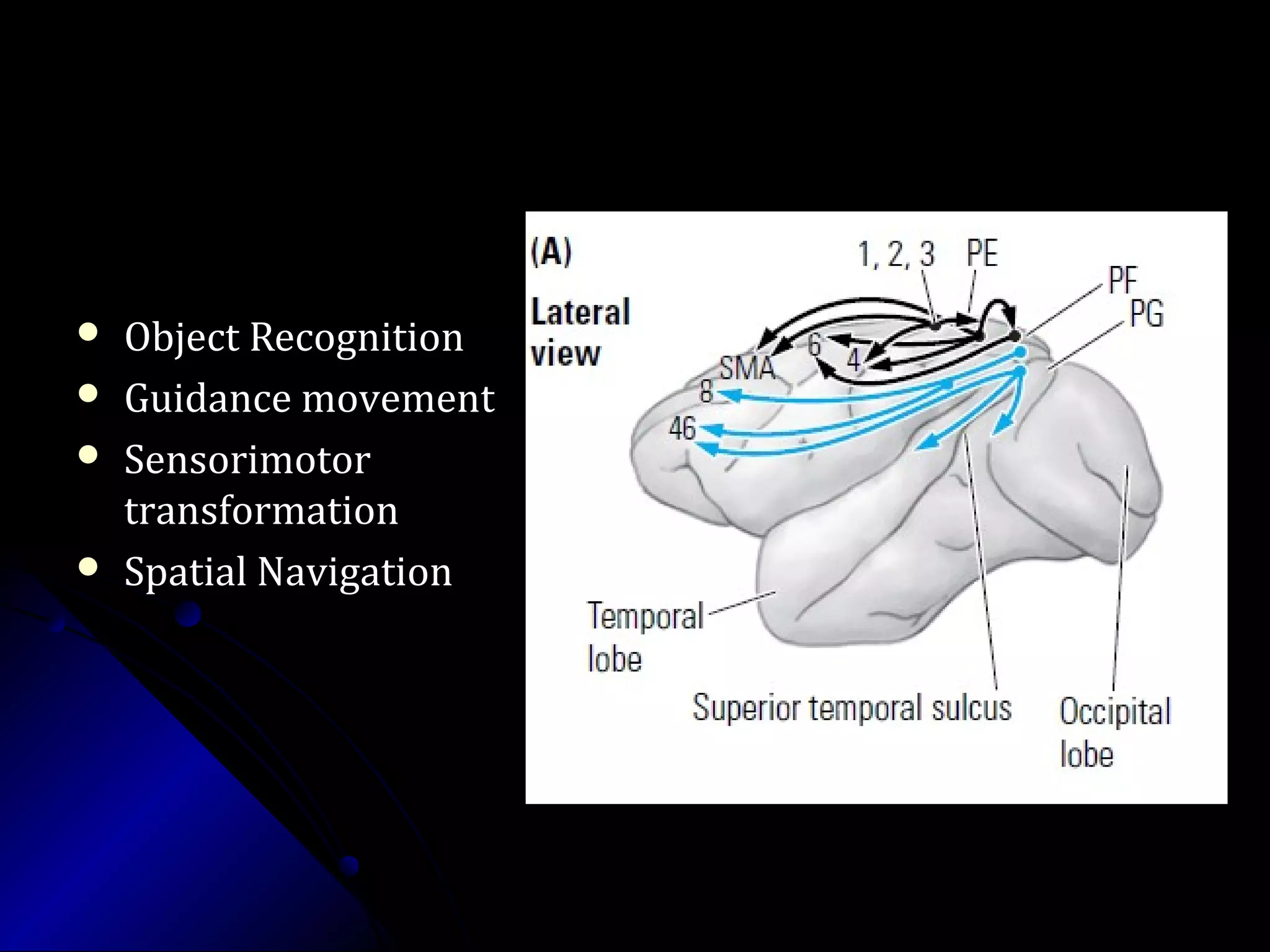  Object RecognitionObject Recognition
 Guidance movementGuidance movement
 SensorimotorSensorimotor
transformationtransformation
 Spatial NavigationSpatial Navigation
 