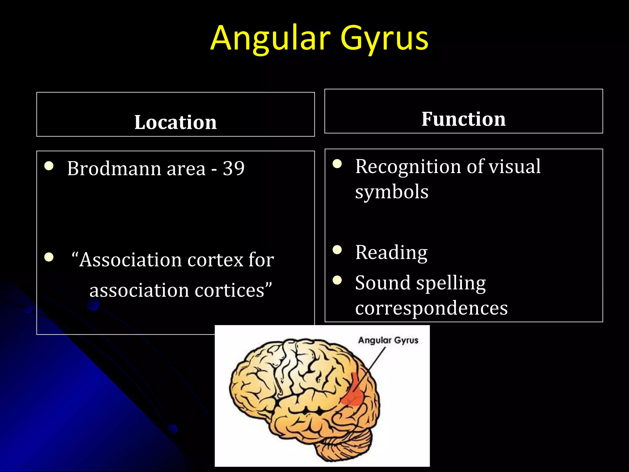 Angular Gyrus
LocationLocation
 Brodmann area - 39Brodmann area - 39
 ““Association cortex forAssociation cortex for
association cortices”association cortices”
FunctionFunction
 Recognition of visualRecognition of visual
symbolssymbols
 ReadingReading
 Sound spellingSound spelling
correspondencescorrespondences
 