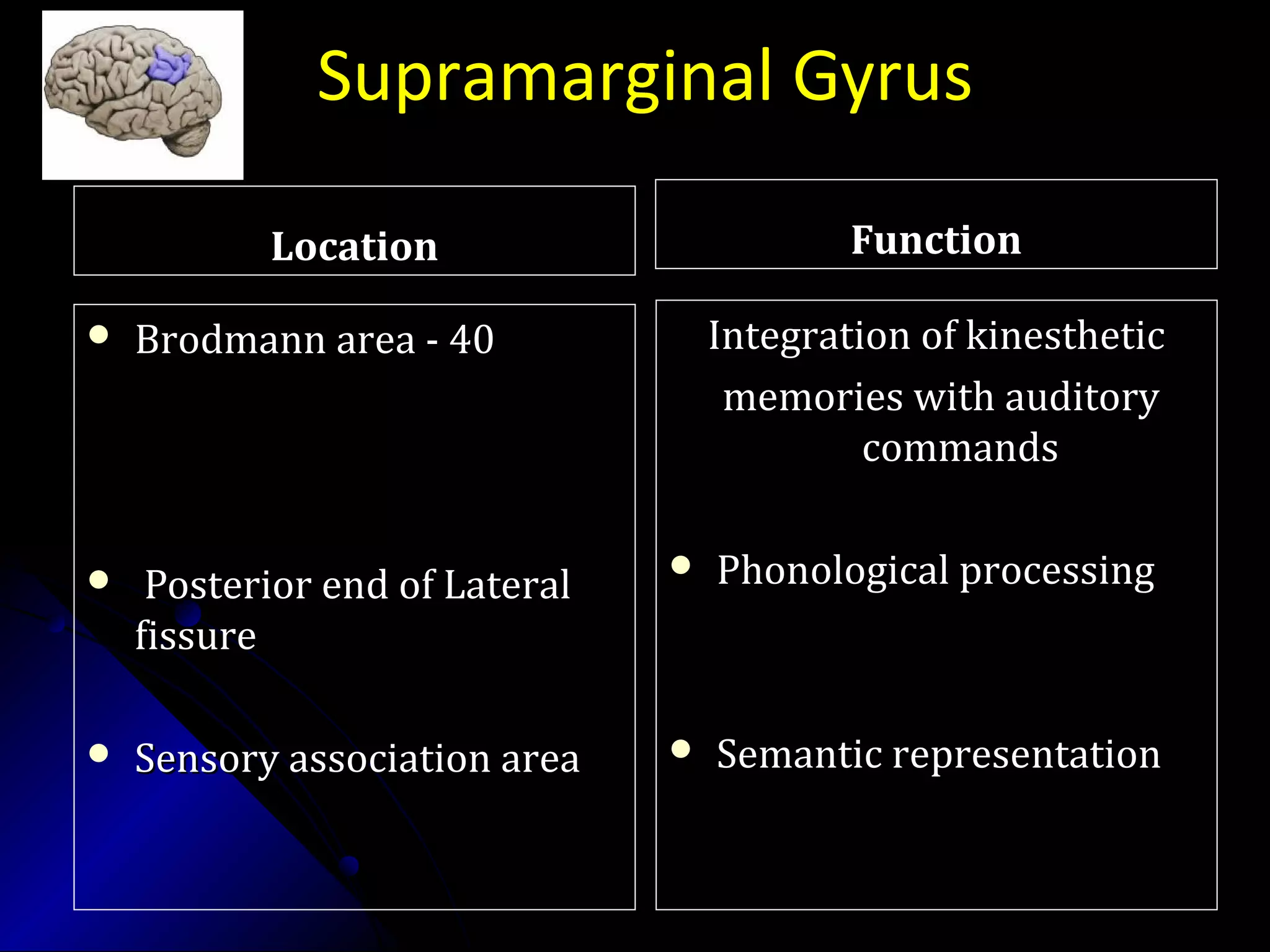 Supramarginal Gyrus
LocationLocation
 Brodmann area - 40Brodmann area - 40
 Posterior end of LateralPosterior end of Lateral
fissurefissure
 Sensory association areaSensory association area
FunctionFunction
Integration of kinestheticIntegration of kinesthetic
memories with auditorymemories with auditory
commandscommands
 Phonological processingPhonological processing
 Semantic representationSemantic representation
 
