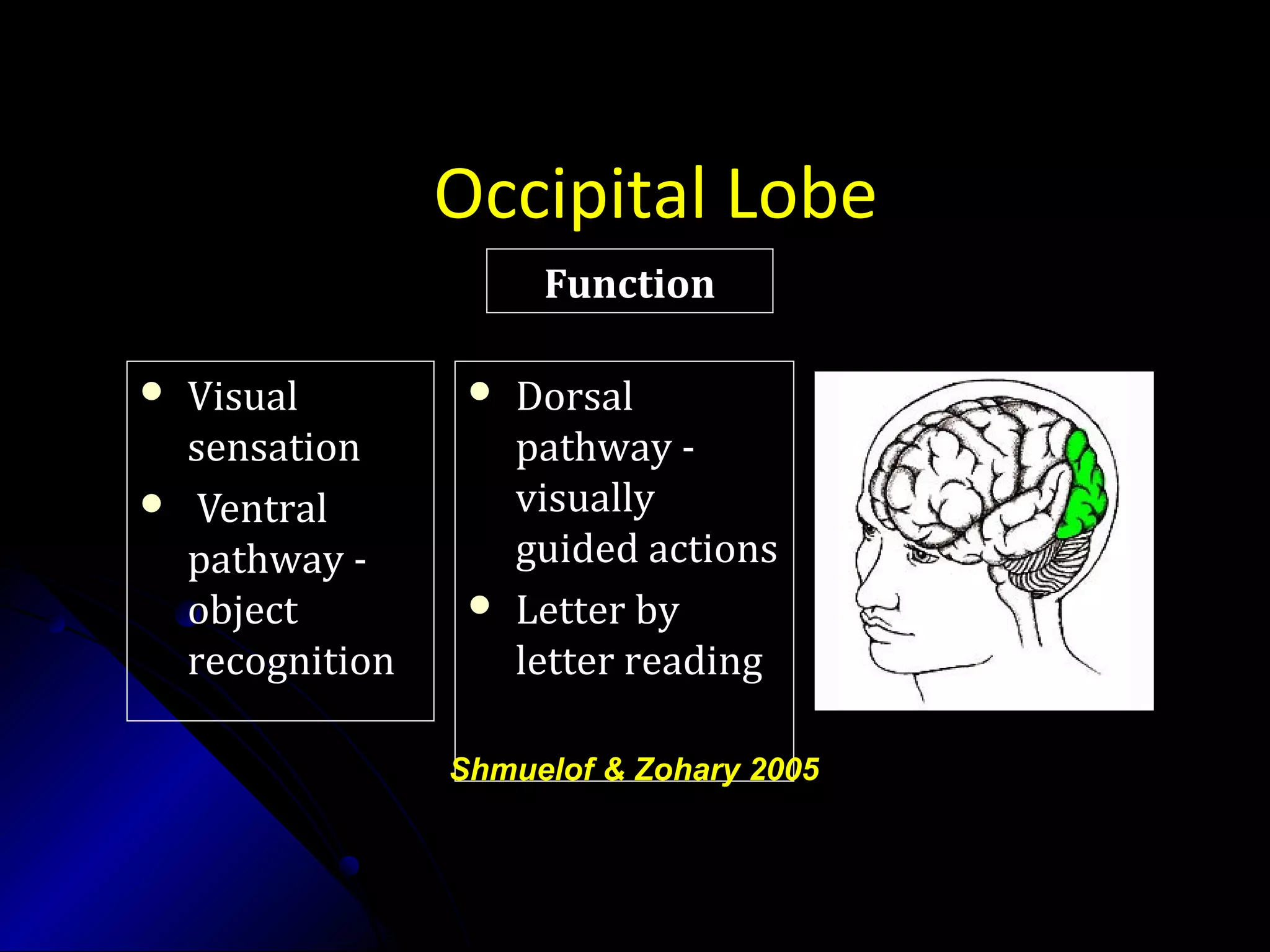 Occipital Lobe
 VisualVisual
sensationsensation
 VentralVentral
pathway -pathway -
objectobject
recognitionrecognition
FunctionFunction
 DorsalDorsal
pathway -pathway -
visuallyvisually
guided actionsguided actions
 Letter byLetter by
letter readingletter reading
Shmuelof & Zohary 2005
 