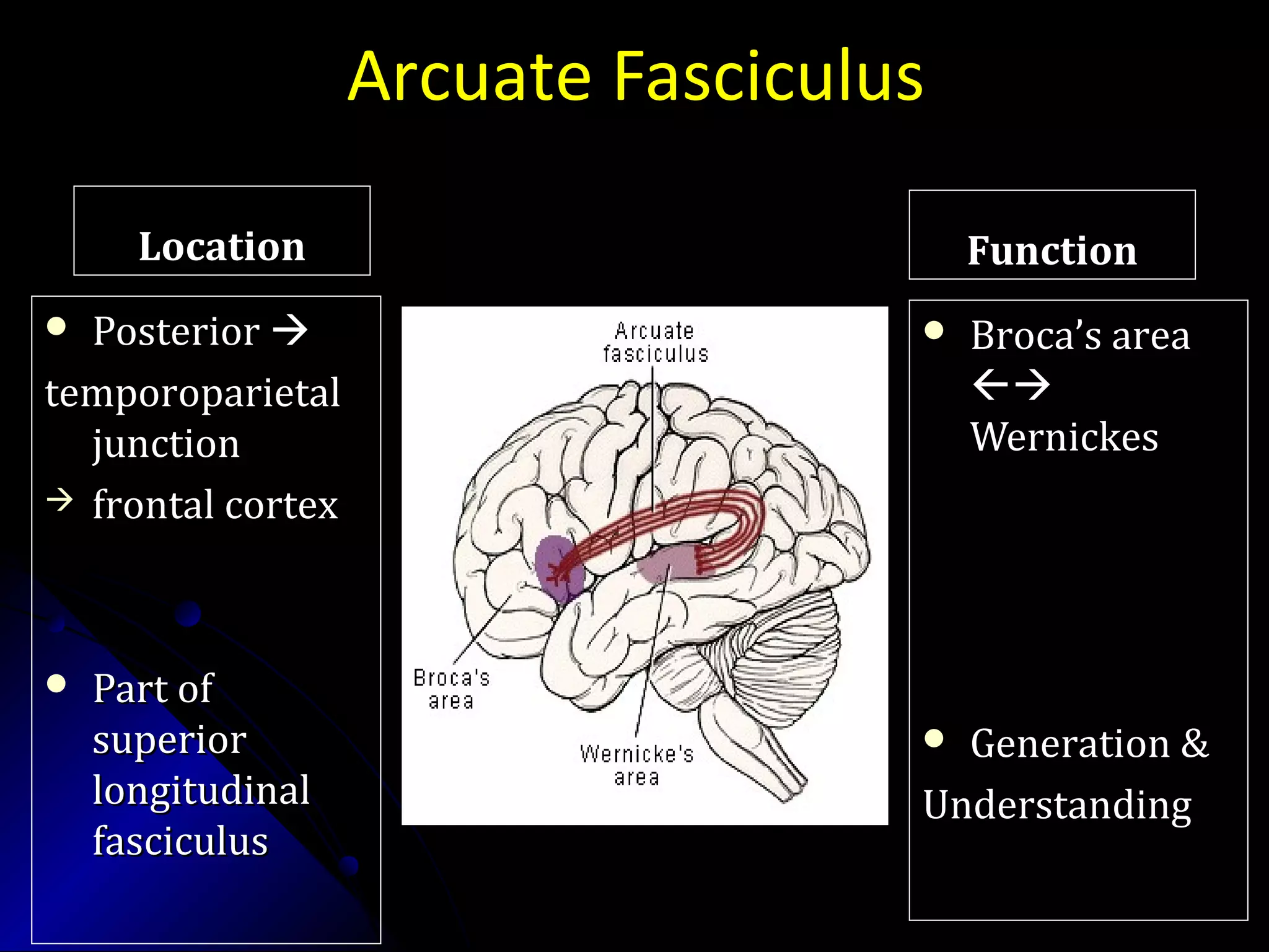 Arcuate Fasciculus
LocationLocation
 PosteriorPosterior 
temporoparietaltemporoparietal
junctionjunction
 frontal cortexfrontal cortex
 Part ofPart of
superiorsuperior
longitudinallongitudinal
fasciculusfasciculus
FunctionFunction
 Broca’s areaBroca’s area

WernickesWernickes
 Generation &Generation &
UnderstandingUnderstanding
 