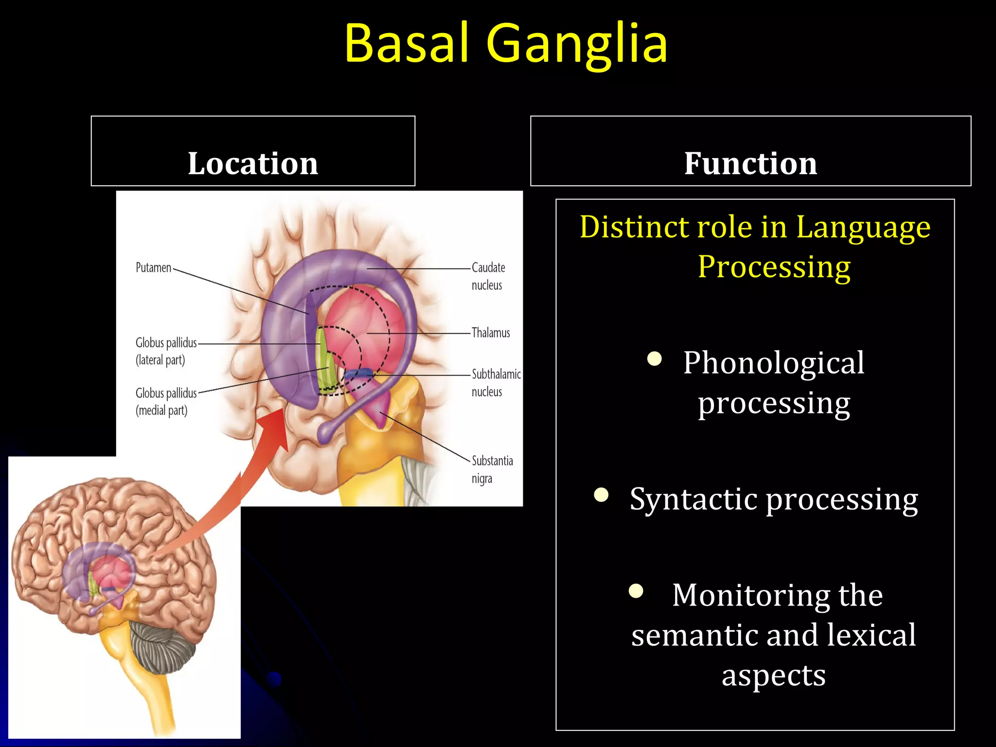 Basal Ganglia
LocationLocation FunctionFunction
Distinct role in LanguageDistinct role in Language
ProcessingProcessing
 PhonologicalPhonological
processingprocessing
 Syntactic processingSyntactic processing
 Monitoring theMonitoring the
semantic and lexicalsemantic and lexical
aspectsaspects
 