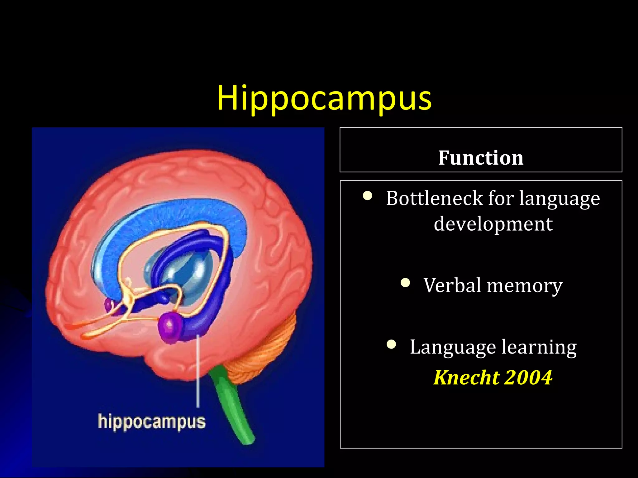 Hippocampus
LocationLocation
FunctionFunction
 Bottleneck for languageBottleneck for language
developmentdevelopment
 Verbal memoryVerbal memory
 Language learningLanguage learning
Knecht 2004Knecht 2004
 