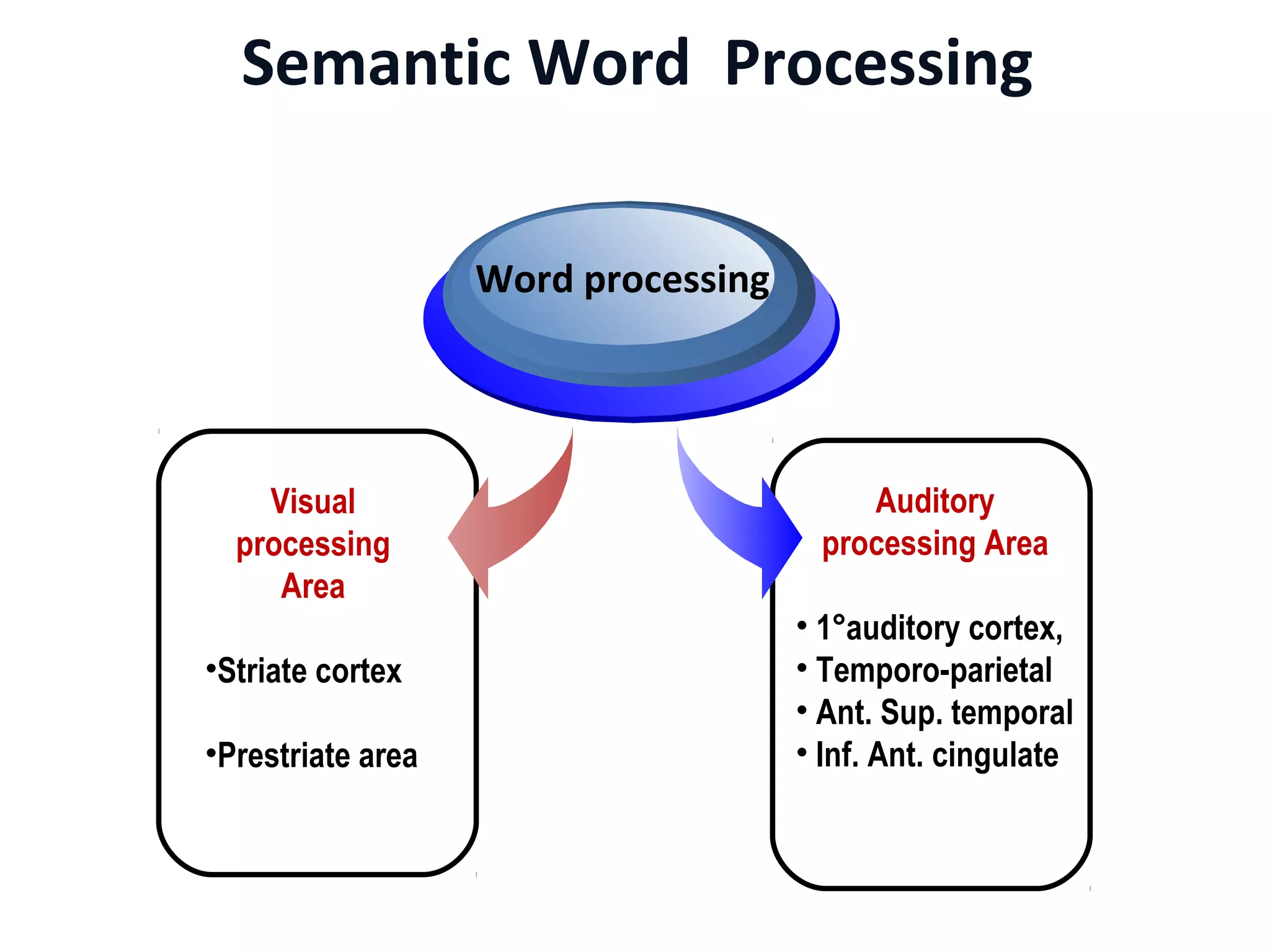 Semantic Word Processing
Visual
processing
Area
•Striate cortex
•Prestriate area
Word processing
Auditory
processing Area
• 1°auditory cortex,
• Temporo-parietal
• Ant. Sup. temporal
• Inf. Ant. cingulate
 