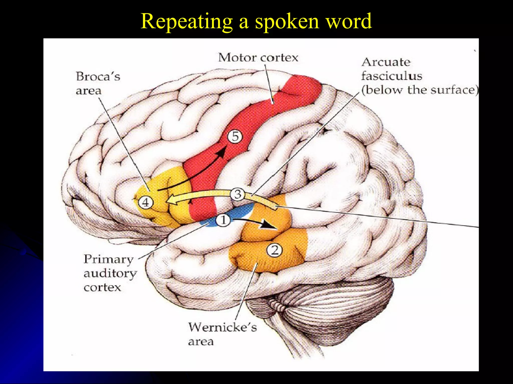 Repeating a spoken word
 