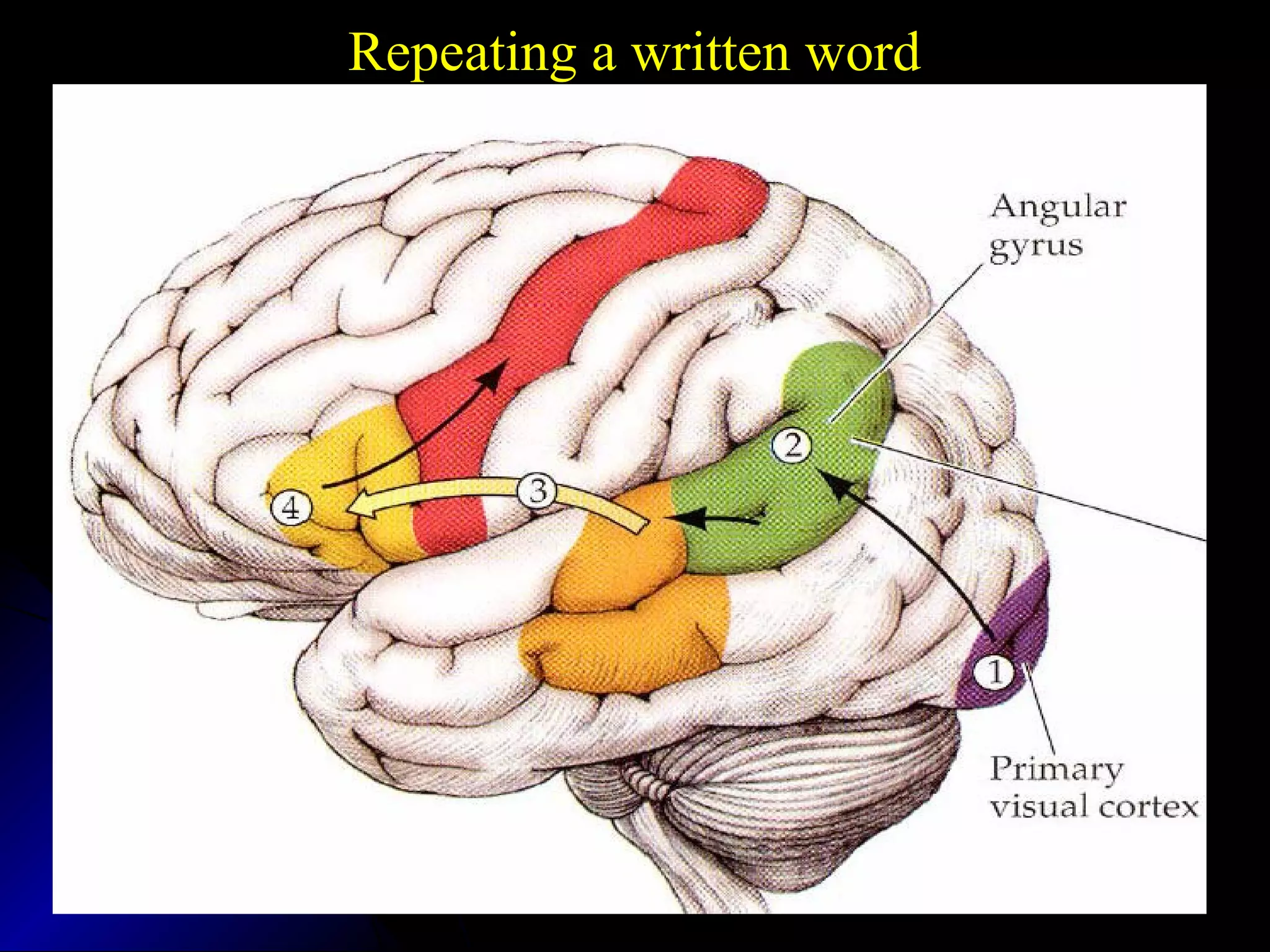 Repeating a written word
 