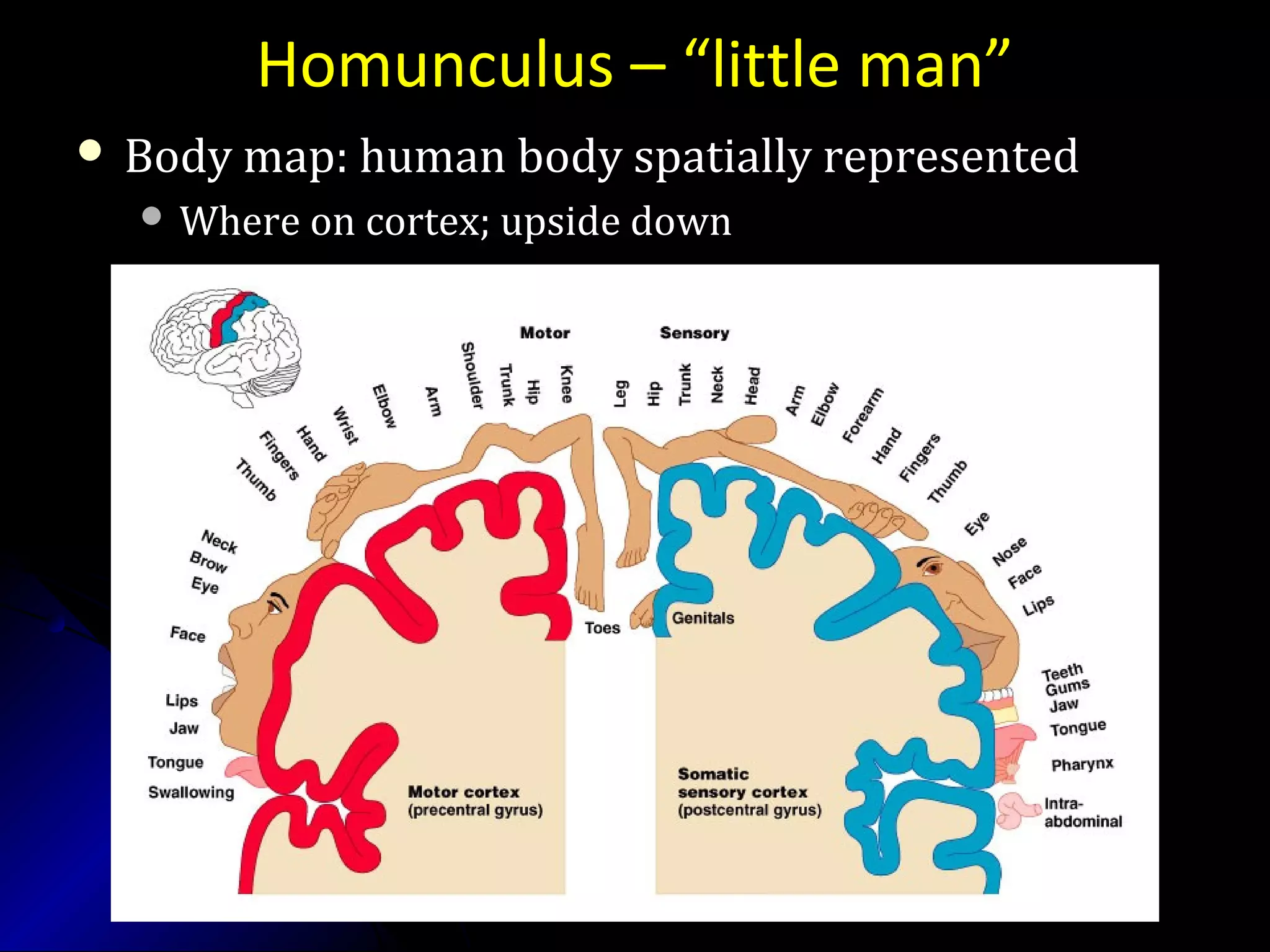 Homunculus – “little man”
 Body map: human body spatially representedBody map: human body spatially represented
 Where on cortex; upside downWhere on cortex; upside down
 