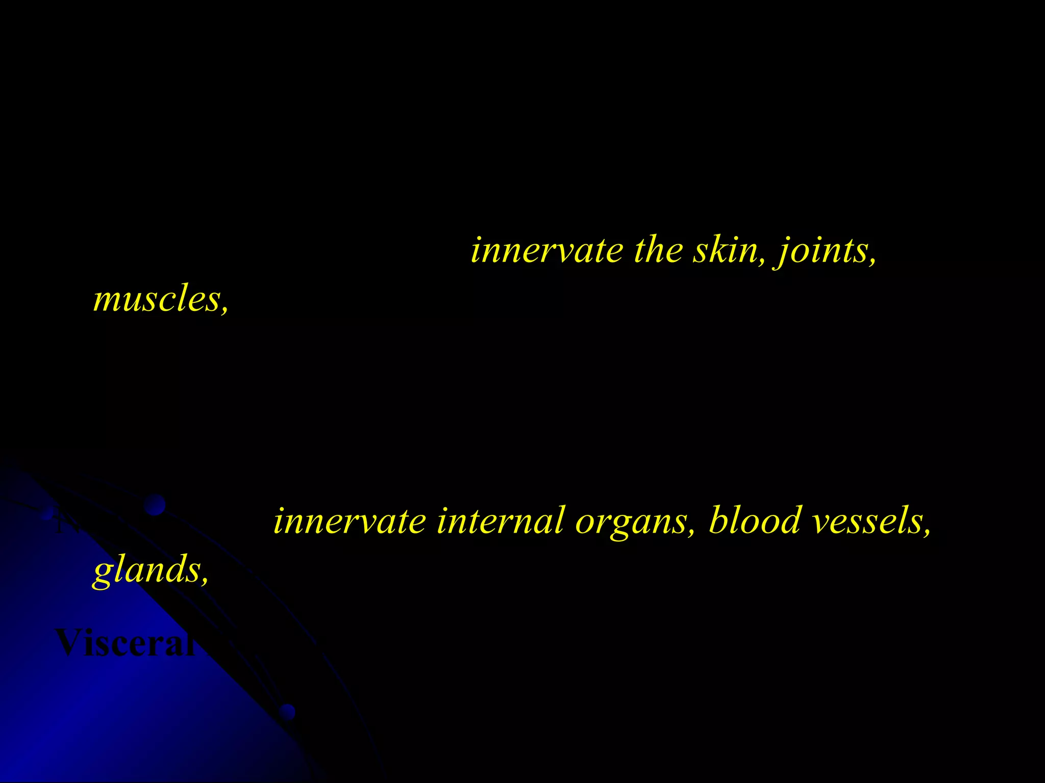 The Peripheral nervous System (PNS)
All the spinal nerves that innervate the skin, joints,
muscles, etc. and under voluntary control:
Somatic PNS
Neurons that innervate internal organs, blood vessels,
glands, etc. and are involuntary:
Visceral PNS or Autonomic Nervous System (ANS)
 