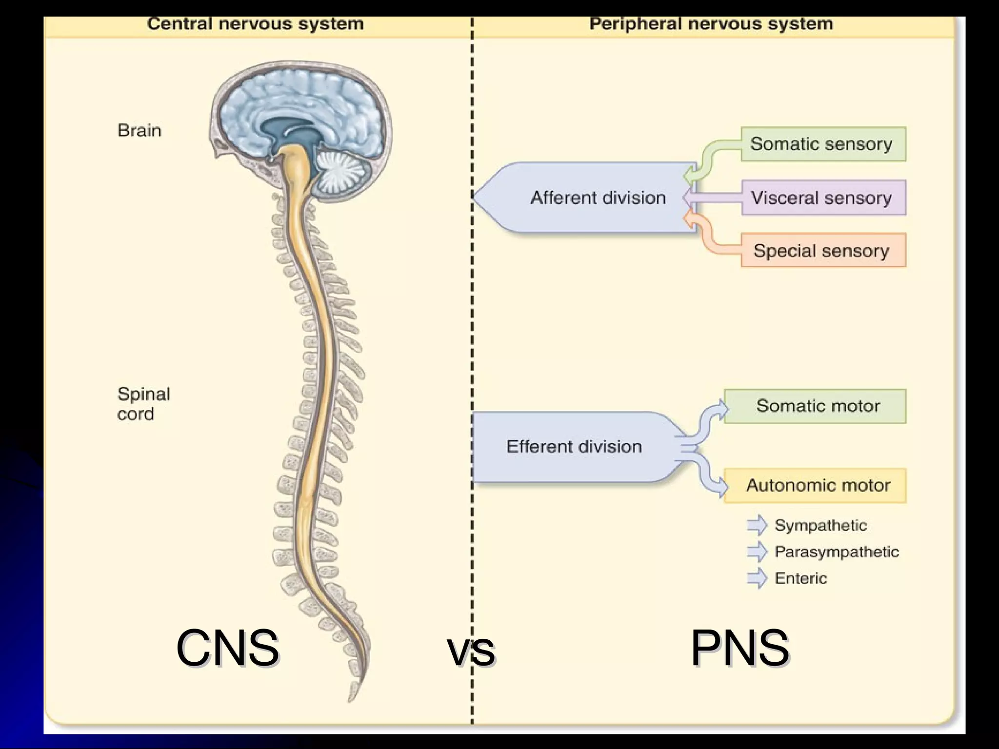 CNS vs PNSCNS vs PNS
 