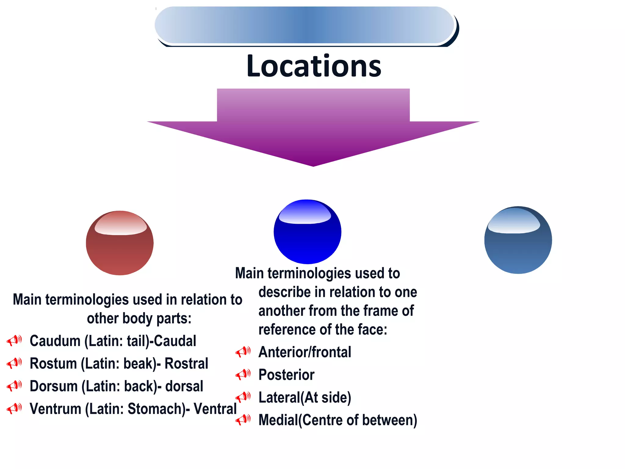 Main terminologies used in relation to
other body parts:
 Caudum (Latin: tail)-Caudal
 Rostum (Latin: beak)- Rostral
 Dorsum (Latin: back)- dorsal
 Ventrum (Latin: Stomach)- Ventral
Main terminologies used to
describe in relation to one
another from the frame of
reference of the face:
 Anterior/frontal
 Posterior
 Lateral(At side)
 Medial(Centre of between)
Locations
 