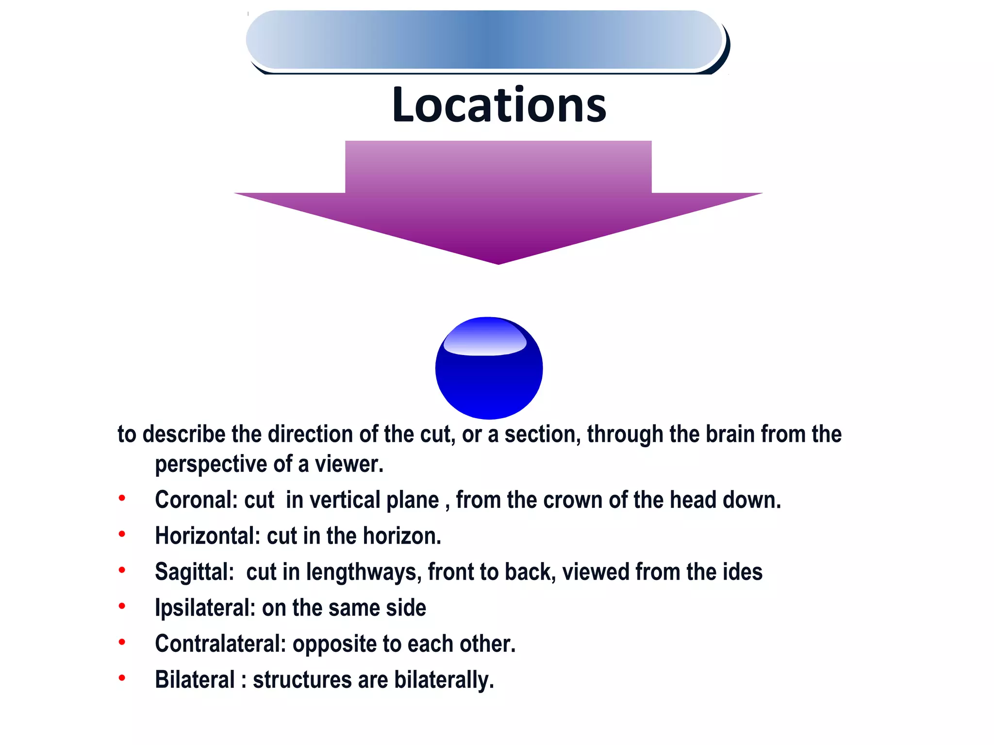 to describe the direction of the cut, or a section, through the brain from the
perspective of a viewer.
• Coronal: cut in vertical plane , from the crown of the head down.
• Horizontal: cut in the horizon.
• Sagittal: cut in lengthways, front to back, viewed from the ides
• Ipsilateral: on the same side
• Contralateral: opposite to each other.
• Bilateral : structures are bilaterally.
Locations
 