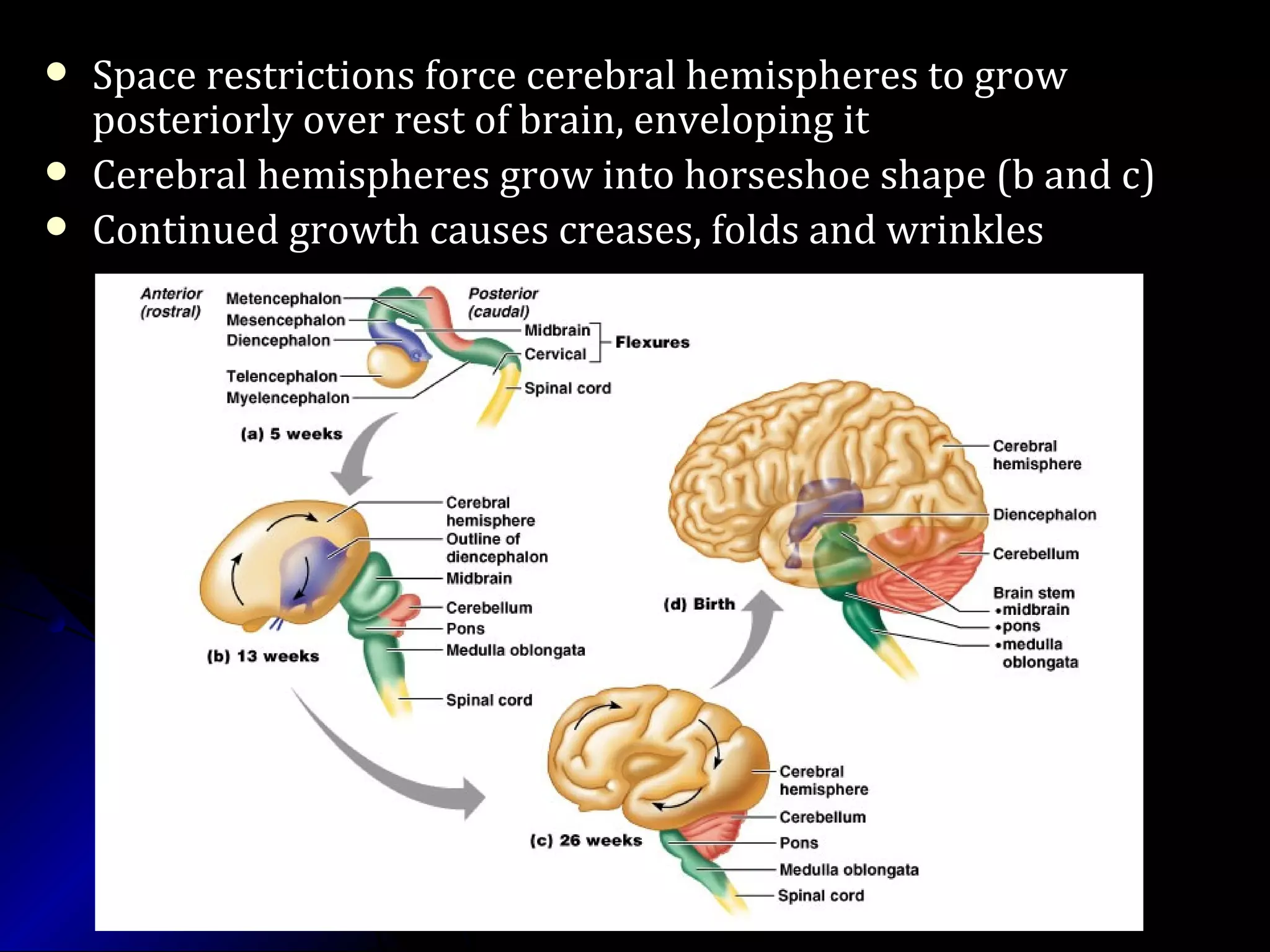  Space restrictions force cerebral hemispheres to growSpace restrictions force cerebral hemispheres to grow
posteriorly over rest of brain, enveloping itposteriorly over rest of brain, enveloping it
 Cerebral hemispheres grow into horseshoe shape (b and c)Cerebral hemispheres grow into horseshoe shape (b and c)
 Continued growth causes creases, folds and wrinklesContinued growth causes creases, folds and wrinkles
 