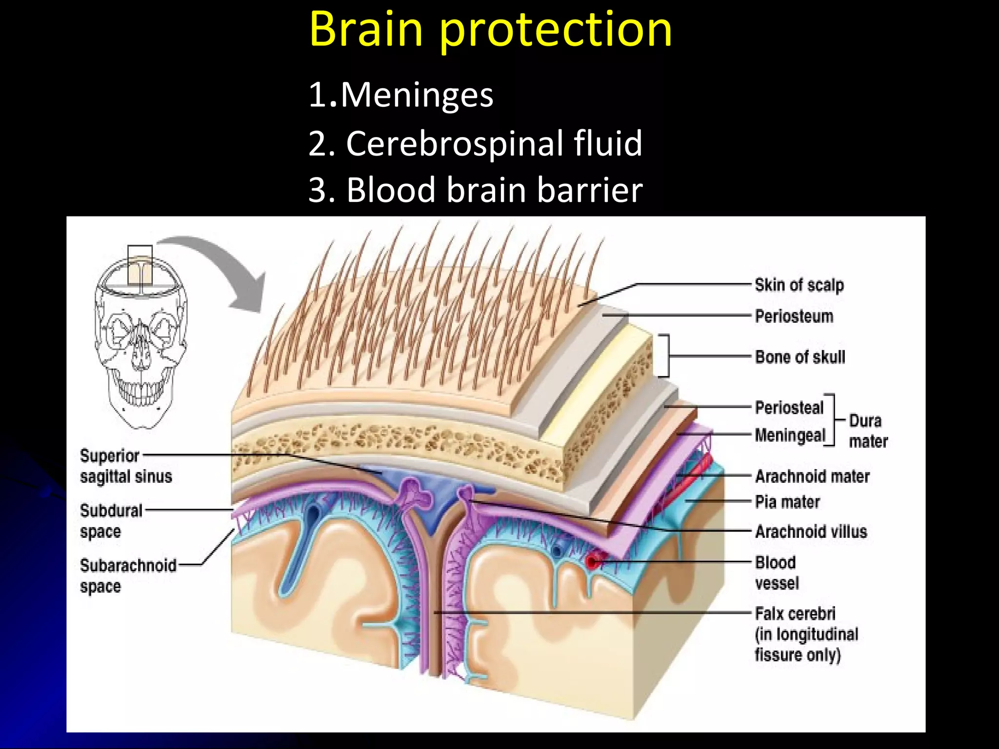 Brain protection
1.Meninges
2. Cerebrospinal fluid
3. Blood brain barrier
 