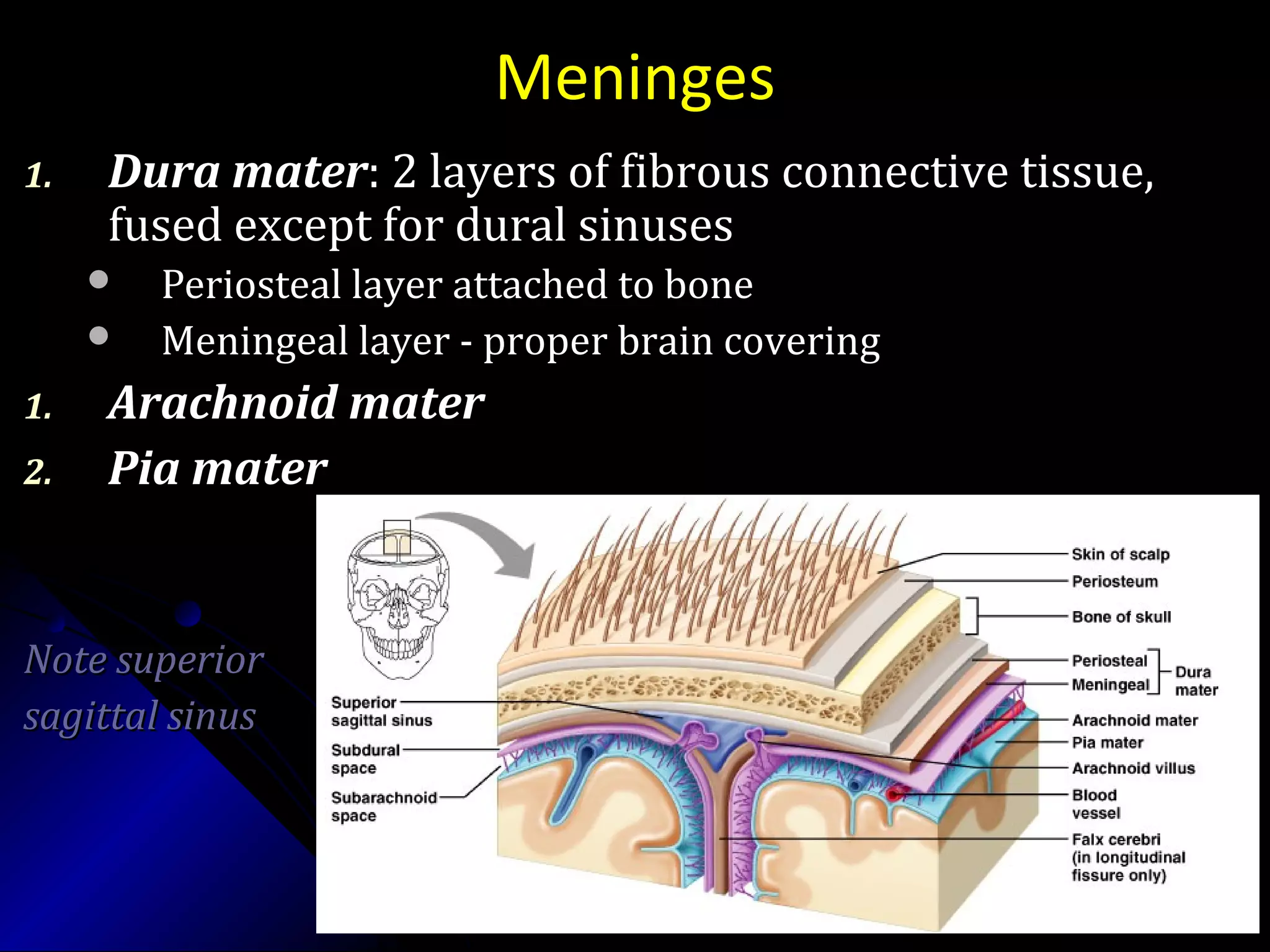 Meninges
1.1. Dura materDura mater: 2 layers of fibrous connective tissue,: 2 layers of fibrous connective tissue,
fused except for dural sinusesfused except for dural sinuses
 Periosteal layer attached to bonePeriosteal layer attached to bone
 Meningeal layer - proper brain coveringMeningeal layer - proper brain covering
1.1. Arachnoid materArachnoid mater
2.2. Pia materPia mater
Note superiorNote superior
sagittal sinussagittal sinus
 
