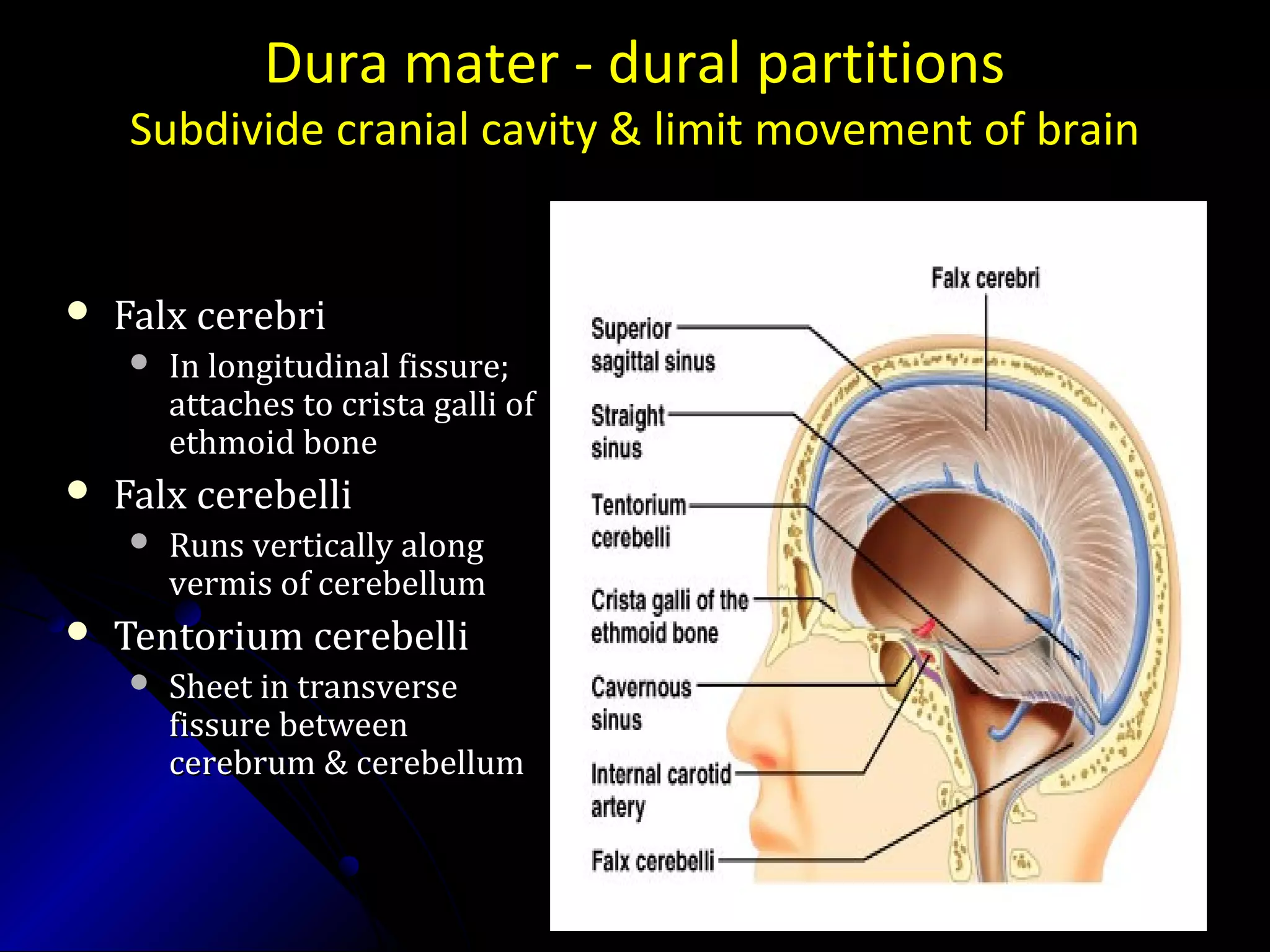 Dura mater - dural partitions
Subdivide cranial cavity & limit movement of brain
 Falx cerebriFalx cerebri
 In longitudinal fissure;In longitudinal fissure;
attaches to crista galli ofattaches to crista galli of
ethmoid boneethmoid bone
 Falx cerebelliFalx cerebelli
 Runs vertically alongRuns vertically along
vermis of cerebellumvermis of cerebellum
 Tentorium cerebelliTentorium cerebelli
 Sheet in transverseSheet in transverse
fissure betweenfissure between
cerebrum & cerebellumcerebrum & cerebellum
 