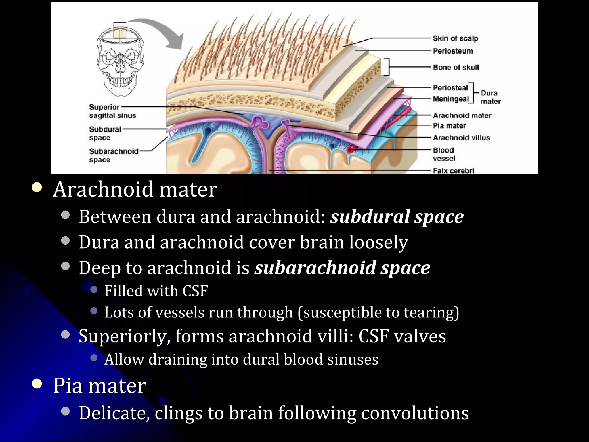  Arachnoid materArachnoid mater
 Between dura and arachnoid:Between dura and arachnoid: subdural spacesubdural space
 Dura and arachnoid cover brain looselyDura and arachnoid cover brain loosely
 Deep to arachnoid isDeep to arachnoid is subarachnoid spacesubarachnoid space
 Filled with CSFFilled with CSF
 Lots of vessels run through (susceptible to tearing)Lots of vessels run through (susceptible to tearing)
 Superiorly, forms arachnoid villi: CSF valvesSuperiorly, forms arachnoid villi: CSF valves
 Allow draining into dural blood sinusesAllow draining into dural blood sinuses
 Pia materPia mater
 Delicate, clings to brain following convolutionsDelicate, clings to brain following convolutions
 