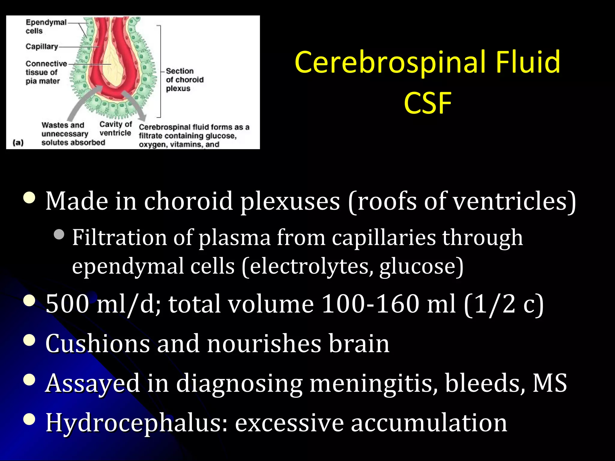 Cerebrospinal Fluid
CSF
 Made in choroid plexuses (roofs of ventricles)Made in choroid plexuses (roofs of ventricles)
Filtration of plasma from capillaries throughFiltration of plasma from capillaries through
ependymal cells (electrolytes, glucose)ependymal cells (electrolytes, glucose)
 500 ml/d; total volume 100-160 ml (1/2 c)500 ml/d; total volume 100-160 ml (1/2 c)
 Cushions and nourishes brainCushions and nourishes brain
 Assayed in diagnosing meningitis, bleeds, MSAssayed in diagnosing meningitis, bleeds, MS
 Hydrocephalus: excessive accumulationHydrocephalus: excessive accumulation
 