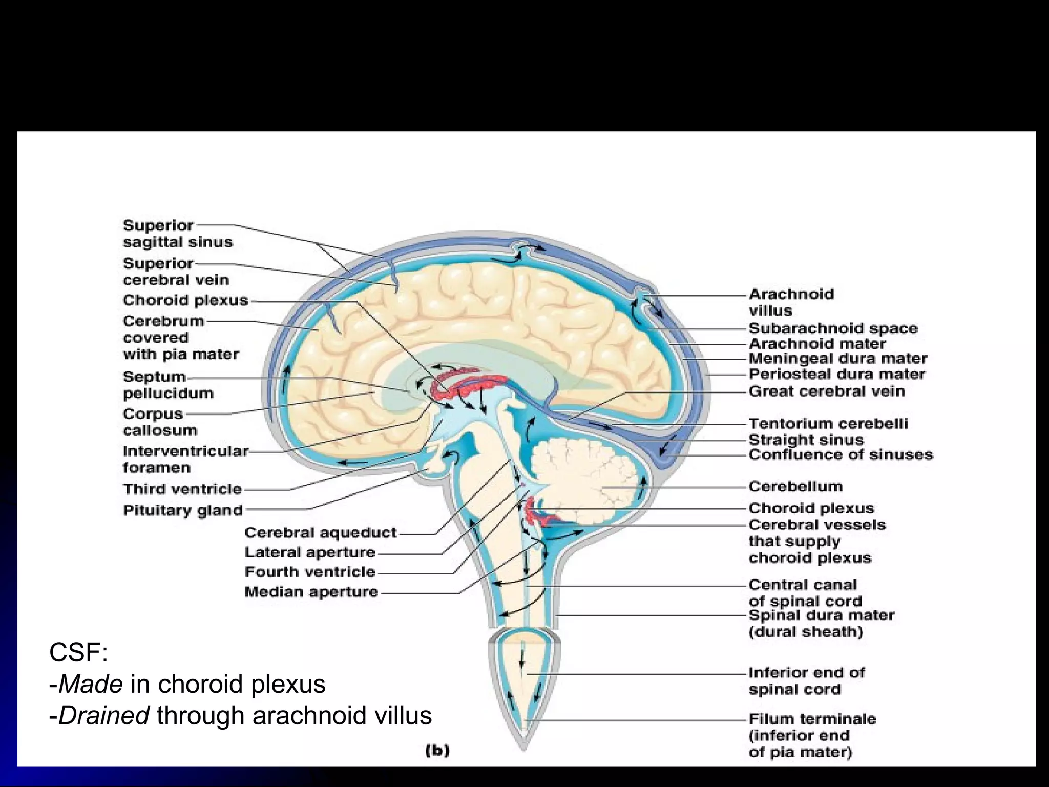 CSF circulation: through ventricles, median and lateral apertures,
subarachnoid space, arachnoid villi, and into the blood of the superior sagittal
sinus
CSF:
-Made in choroid plexus
-Drained through arachnoid villus
 