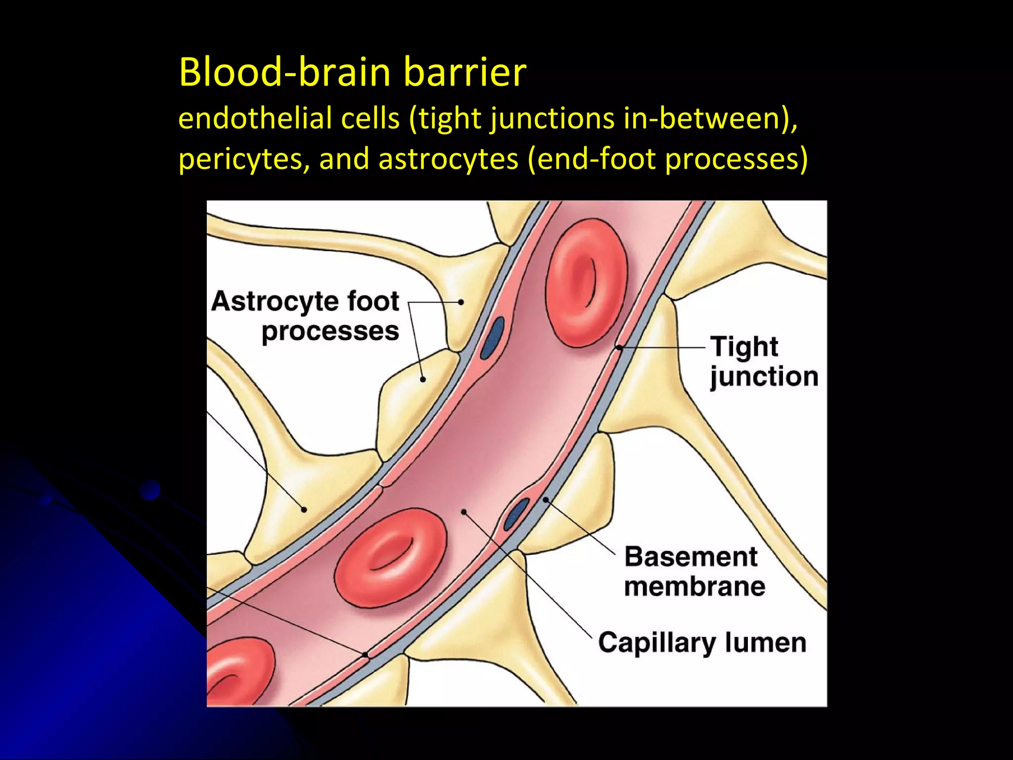 Blood-brain barrier
endothelial cells (tight junctions in-between),
pericytes, and astrocytes (end-foot processes)
 