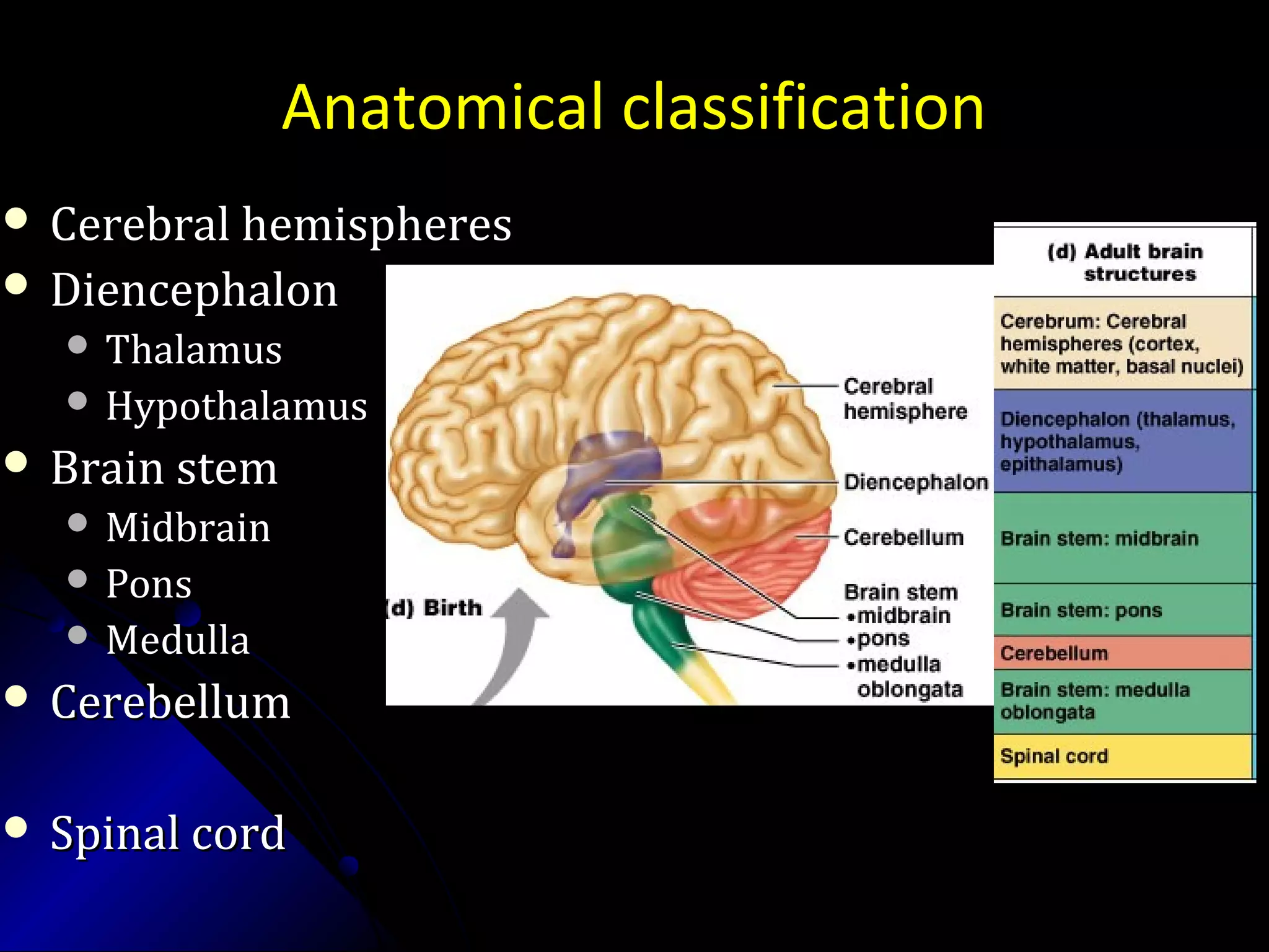 Anatomical classification
 Cerebral hemispheresCerebral hemispheres
 DiencephalonDiencephalon
 ThalamusThalamus
 HypothalamusHypothalamus
 Brain stemBrain stem
 MidbrainMidbrain
 PonsPons
 MedullaMedulla
 CerebellumCerebellum
 Spinal cordSpinal cord
 