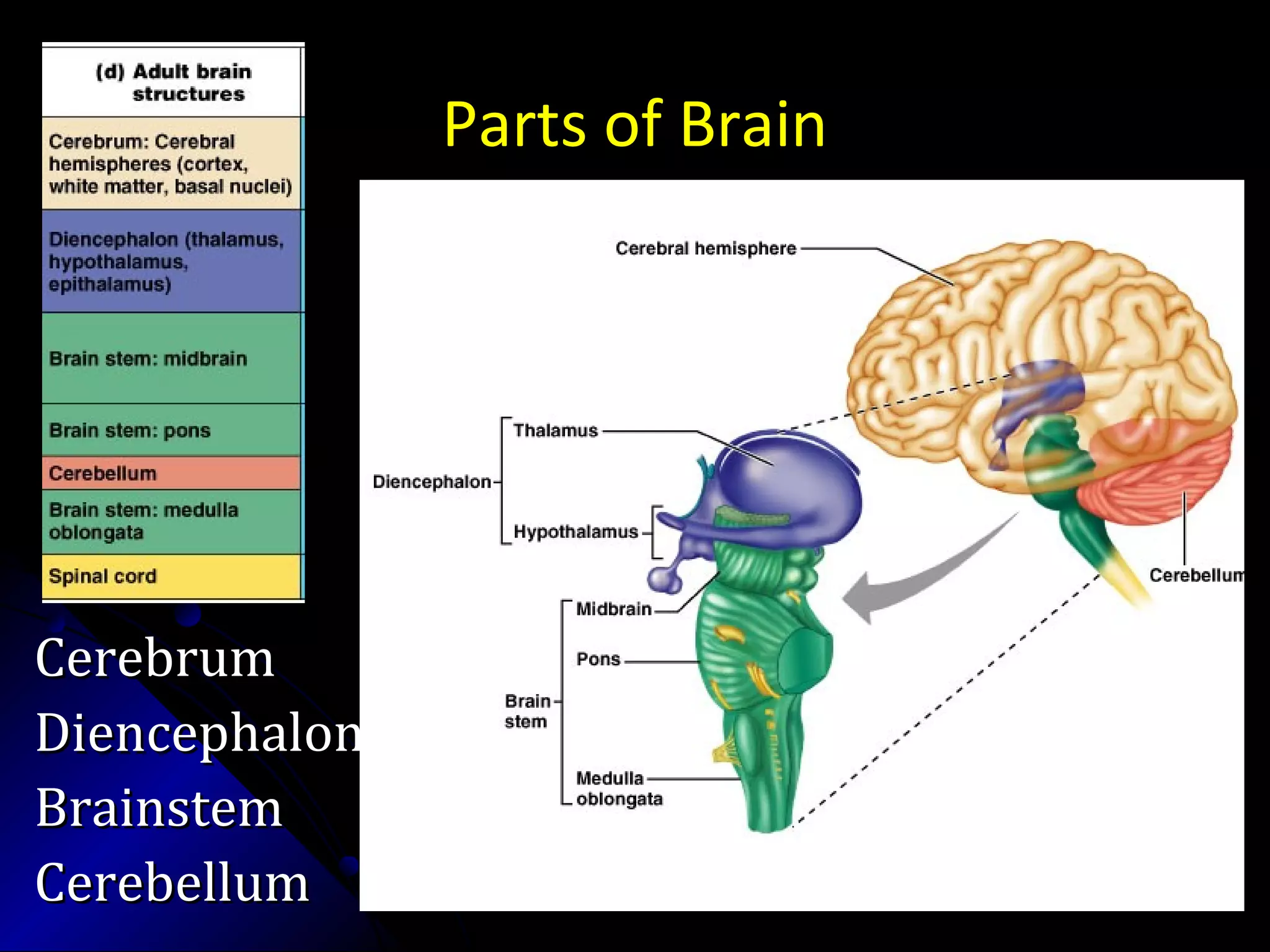 Parts of Brain
CerebrumCerebrum
DiencephalonDiencephalon
BrainstemBrainstem
CerebellumCerebellum
 