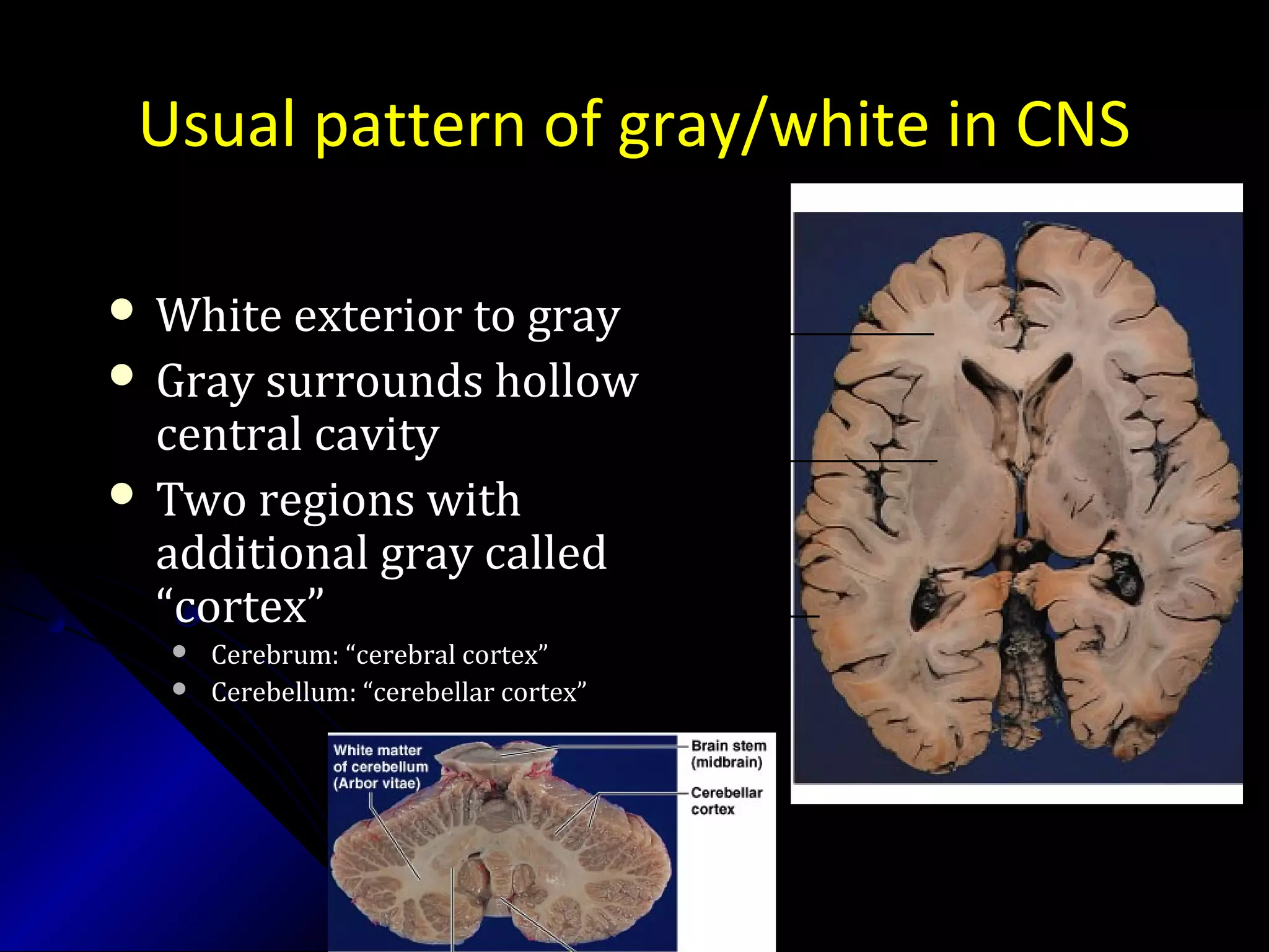 Usual pattern of gray/white in CNS
 White exterior to grayWhite exterior to gray
 Gray surrounds hollowGray surrounds hollow
central cavitycentral cavity
 Two regions withTwo regions with
additional gray calledadditional gray called
“cortex”“cortex”
 Cerebrum: “cerebral cortex”Cerebrum: “cerebral cortex”
 Cerebellum: “cerebellar cortex”Cerebellum: “cerebellar cortex”
_________________
____________________________
_____________________________
 