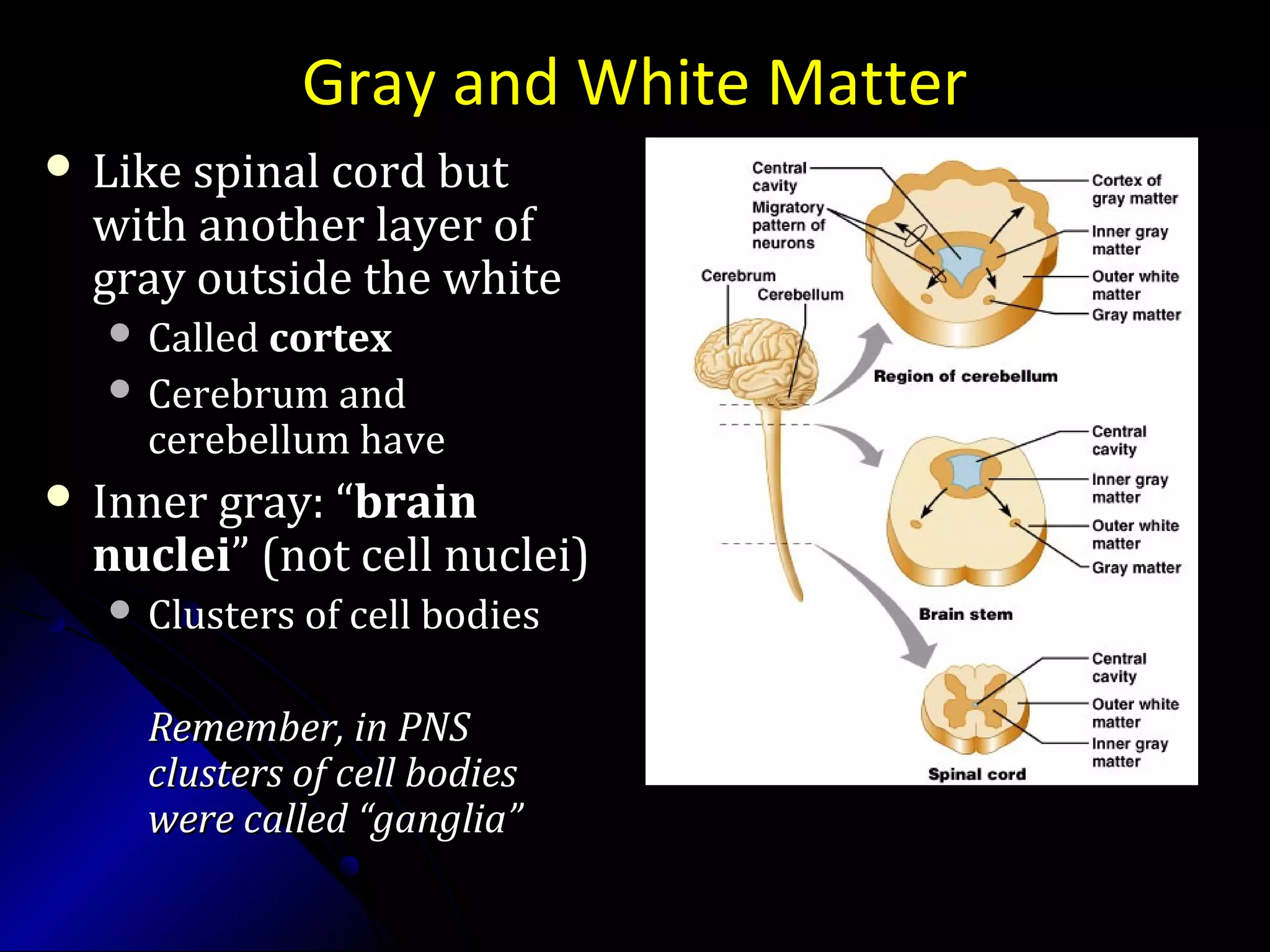 Gray and White Matter
 Like spinal cord butLike spinal cord but
with another layer ofwith another layer of
gray outside the whitegray outside the white
 CalledCalled cortexcortex
 Cerebrum andCerebrum and
cerebellum havecerebellum have
 Inner gray: “Inner gray: “brainbrain
nucleinuclei” (not cell nuclei)” (not cell nuclei)
 Clusters of cell bodiesClusters of cell bodies
Remember, in PNSRemember, in PNS
clusters of cell bodiesclusters of cell bodies
were called “ganglia”were called “ganglia”
More words: brains stem is caudal (toward tail)
to the more rostral (noseward) cerebrum
 