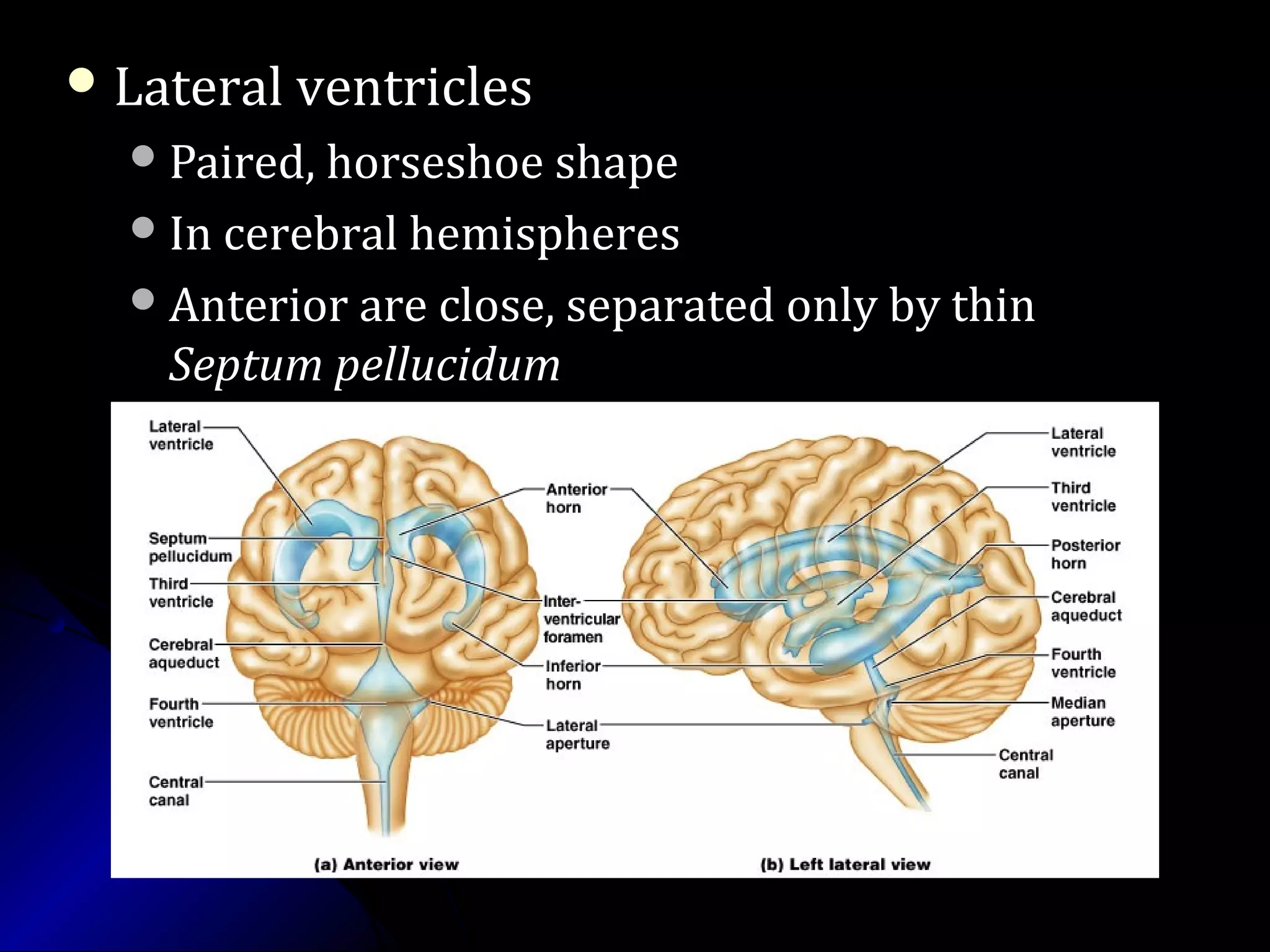  Lateral ventriclesLateral ventricles
Paired, horseshoe shapePaired, horseshoe shape
In cerebral hemispheresIn cerebral hemispheres
Anterior are close, separated only by thinAnterior are close, separated only by thin
Septum pellucidumSeptum pellucidum
 