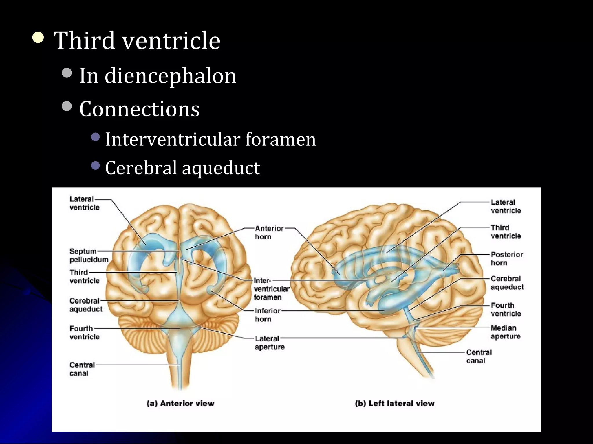  Third ventricleThird ventricle
In diencephalonIn diencephalon
ConnectionsConnections
Interventricular foramenInterventricular foramen
Cerebral aqueductCerebral aqueduct
 