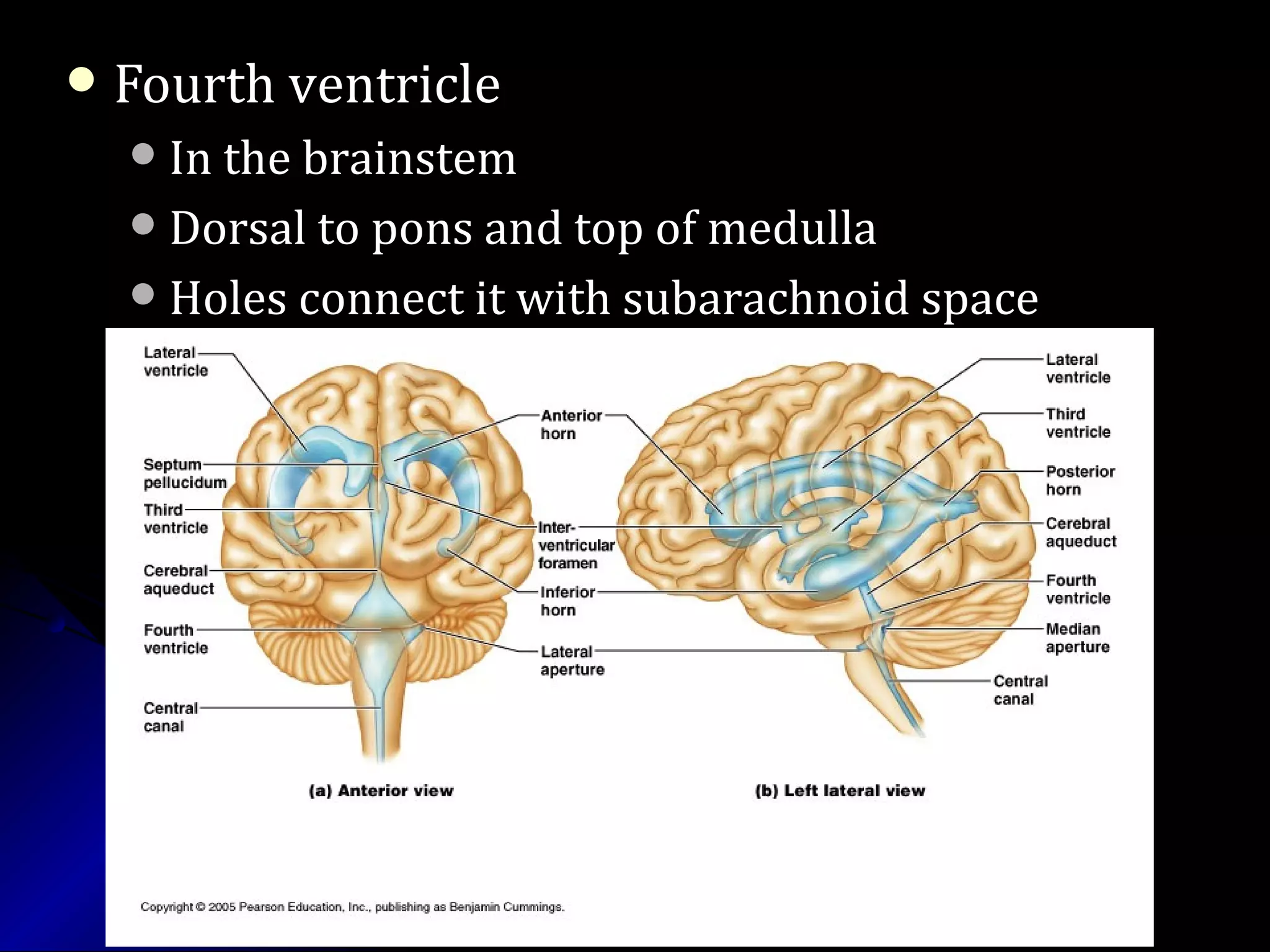  Fourth ventricleFourth ventricle
In the brainstemIn the brainstem
Dorsal to pons and top of medullaDorsal to pons and top of medulla
Holes connect it with subarachnoid spaceHoles connect it with subarachnoid space
 