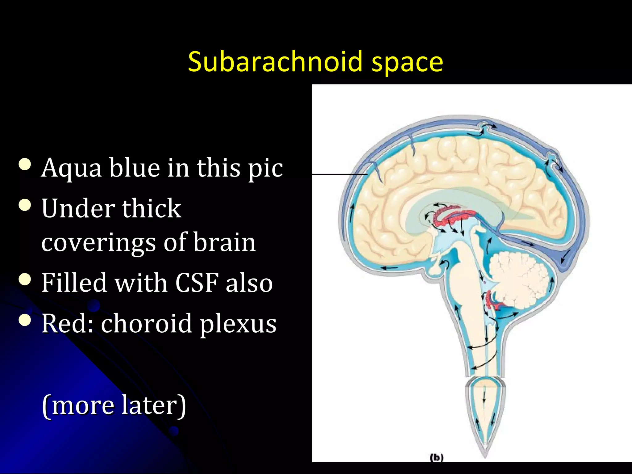Subarachnoid space
 Aqua blue in this picAqua blue in this pic
 Under thickUnder thick
coverings of braincoverings of brain
 Filled with CSF alsoFilled with CSF also
 Red: choroid plexusRed: choroid plexus
(more later)(more later)
________
 