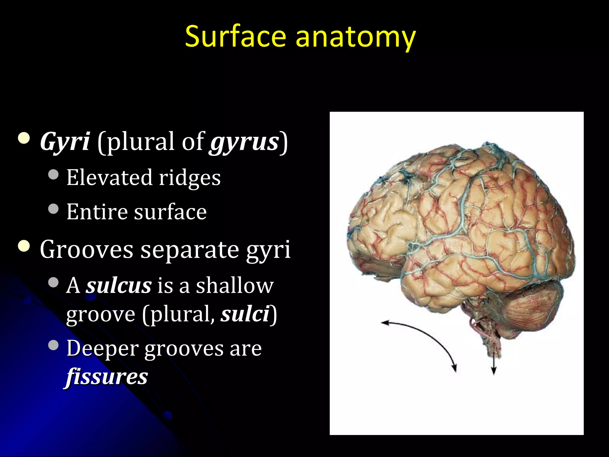 Surface anatomy
 GyriGyri (plural of(plural of gyrusgyrus))
Elevated ridgesElevated ridges
Entire surfaceEntire surface
 Grooves separate gyriGrooves separate gyri
AA sulcussulcus is a shallowis a shallow
groove (plural,groove (plural, sulcisulci))
Deeper grooves areDeeper grooves are
fissuresfissures
 