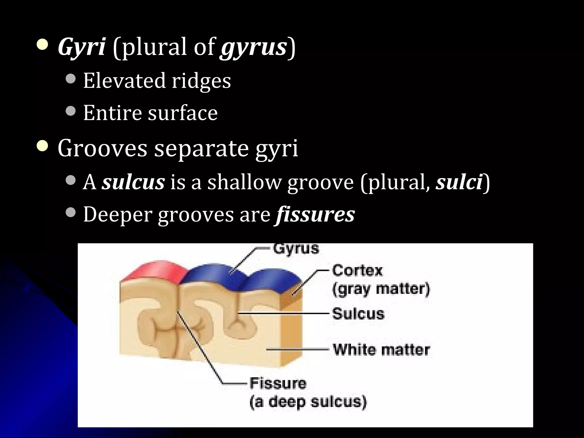 GyriGyri (plural of(plural of gyrusgyrus))
Elevated ridgesElevated ridges
Entire surfaceEntire surface
 Grooves separate gyriGrooves separate gyri
AA sulcussulcus is a shallow groove (plural,is a shallow groove (plural, sulcisulci))
Deeper grooves areDeeper grooves are fissuresfissures
 
