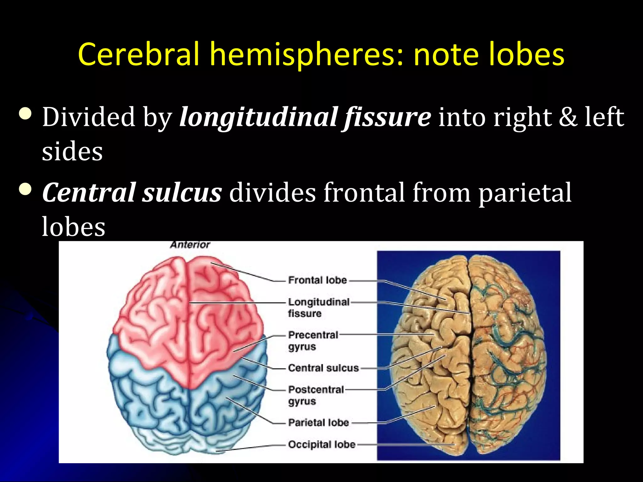 Cerebral hemispheres: note lobes
 Divided byDivided by longitudinal fissurelongitudinal fissure into right & leftinto right & left
sidessides
 Central sulcusCentral sulcus divides frontal from parietaldivides frontal from parietal
lobeslobes
 