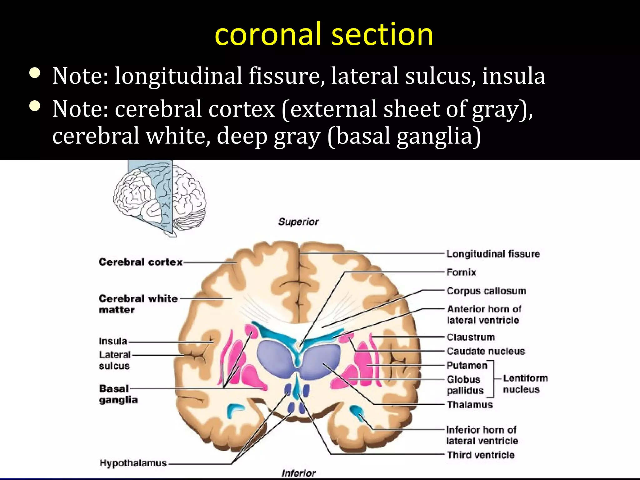 coronal section
 Note: longitudinal fissure, lateral sulcus, insulaNote: longitudinal fissure, lateral sulcus, insula
 Note: cerebral cortex (external sheet of gray),Note: cerebral cortex (external sheet of gray),
cerebral white, deep gray (basal ganglia)cerebral white, deep gray (basal ganglia)
 